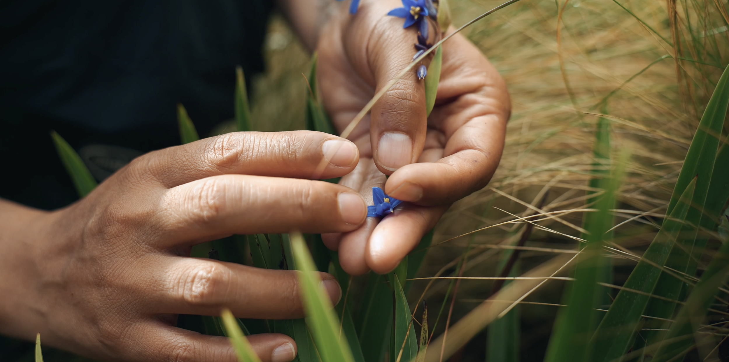 Close-up of National Geographic Explorer Ruthmery Pillco Huarcaya's hands picking a small blue flower from tall grass or crops in a field. Filmed at Wayqecha Biological Station in the Peruvian cloud forest.