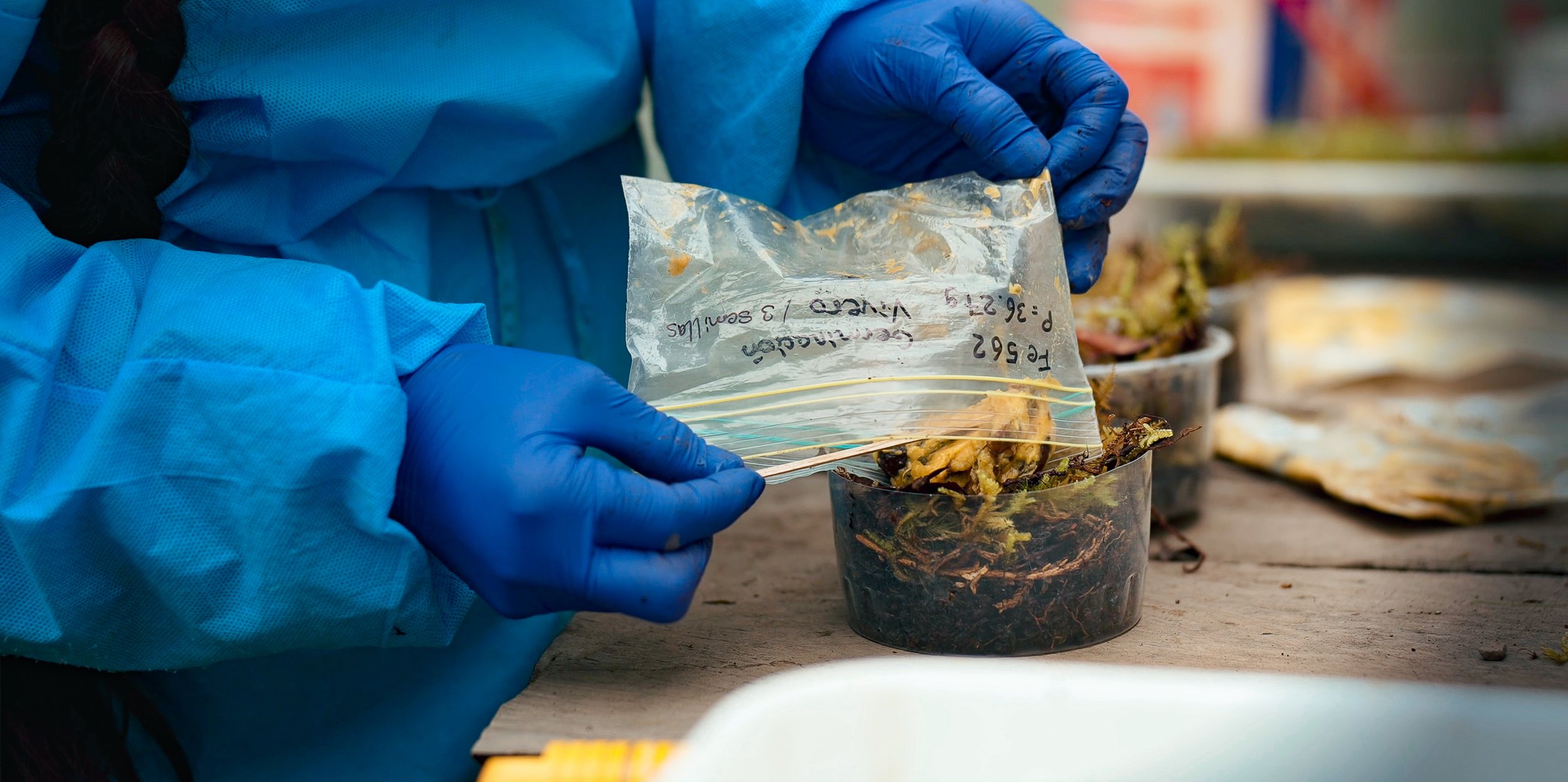 Person at Wayqecha Biological Station wearing blue gloves and a light blue protective suit handling a small plastic bag containing plant material over a clear container with soil or roots, with other containers and plant samples in the background.