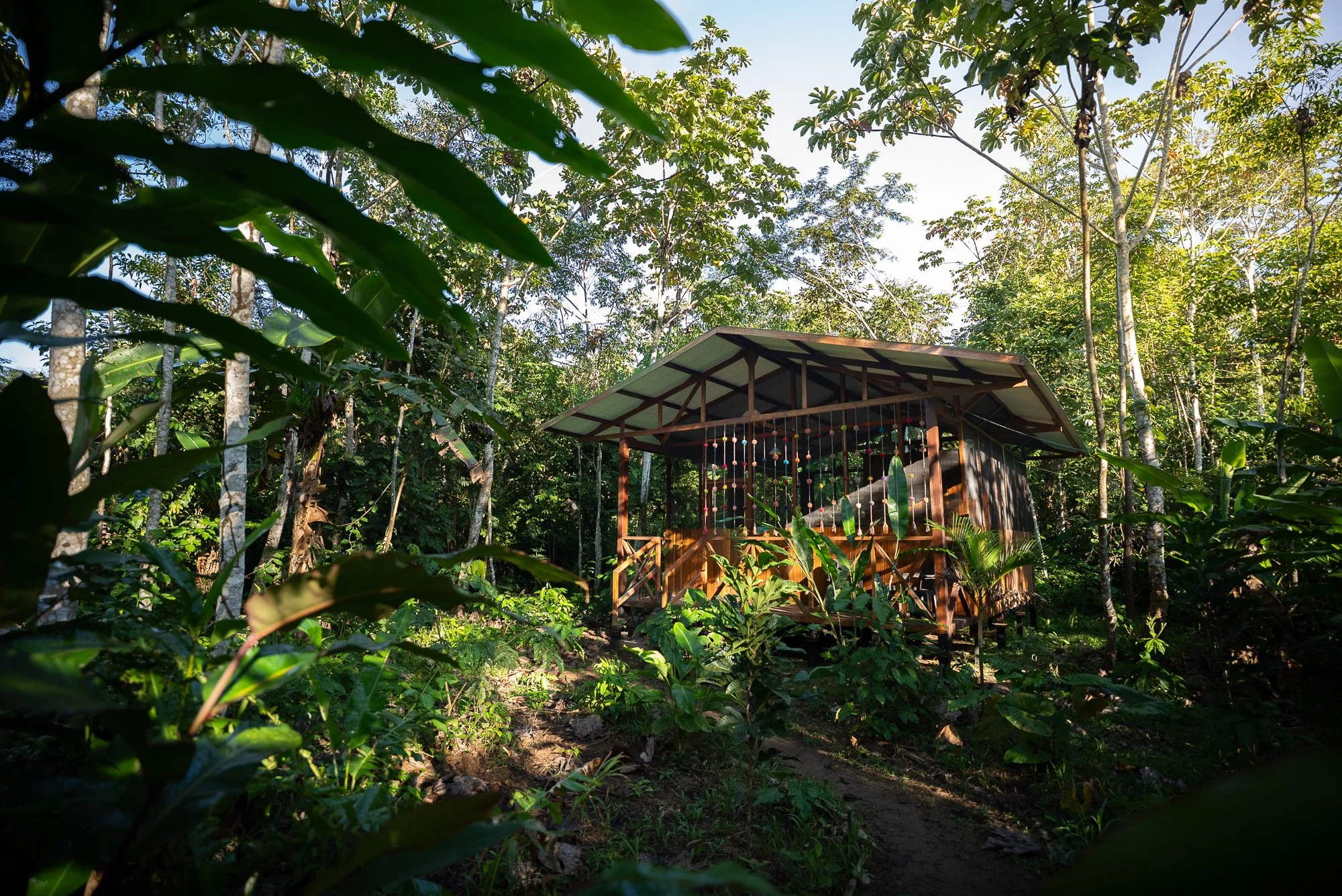 A wooden cabin with a sloped roof is situated amidst lush green trees and tropical plants, with hanging decorations (pompons andinos) on the porch, in a dense forest setting during daytime in the peruvian lowland amazon rainforest of Madre de Dios.