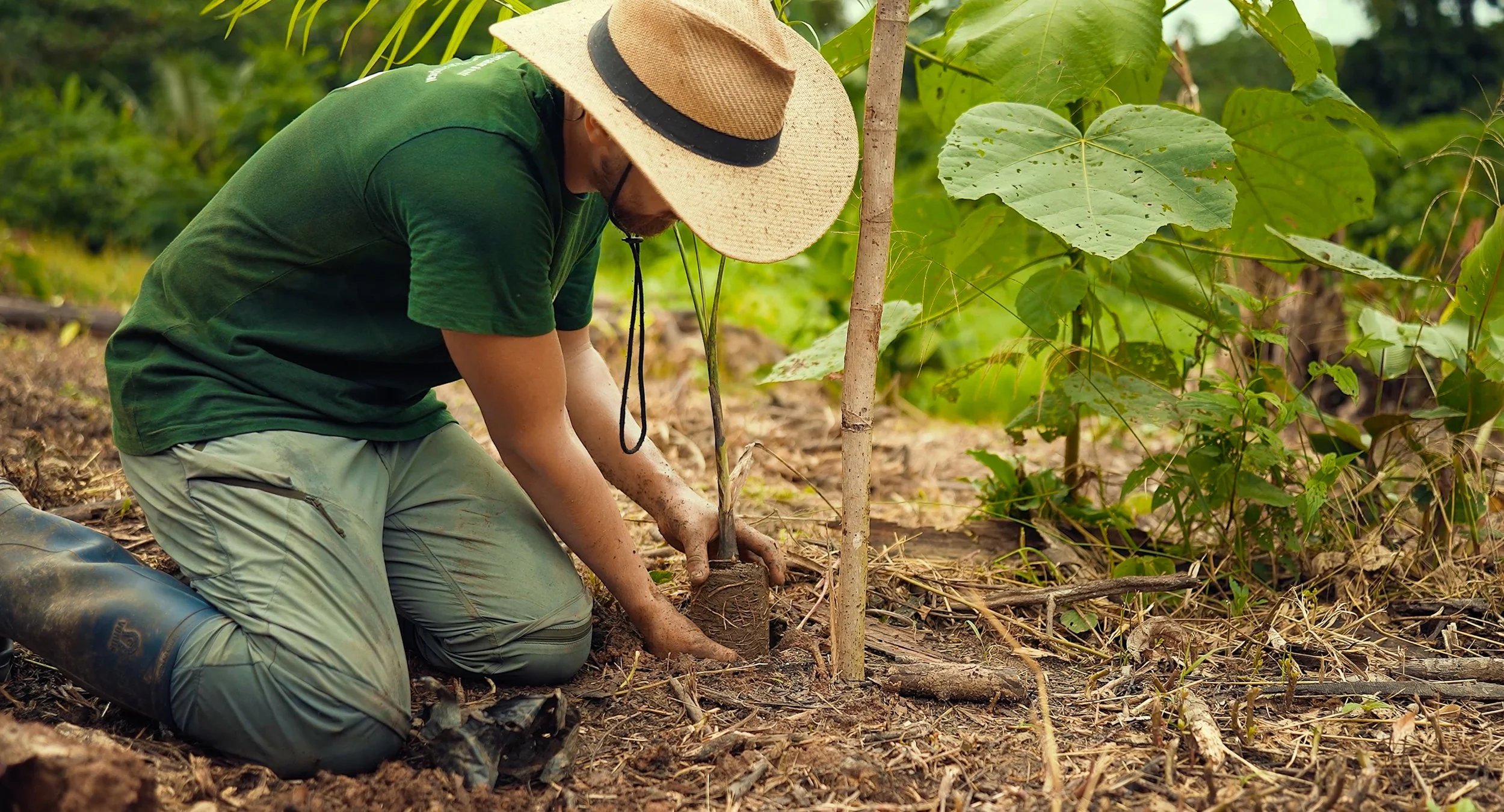 Simon Hrbek, a coordinator at Fauna Forever and Wilderness International planting a small tree in the ground outdoors, wearing a wide-brimmed straw hat and green shirt, surrounded by green leaves and plants in the lowland amazon rainforest in peru 