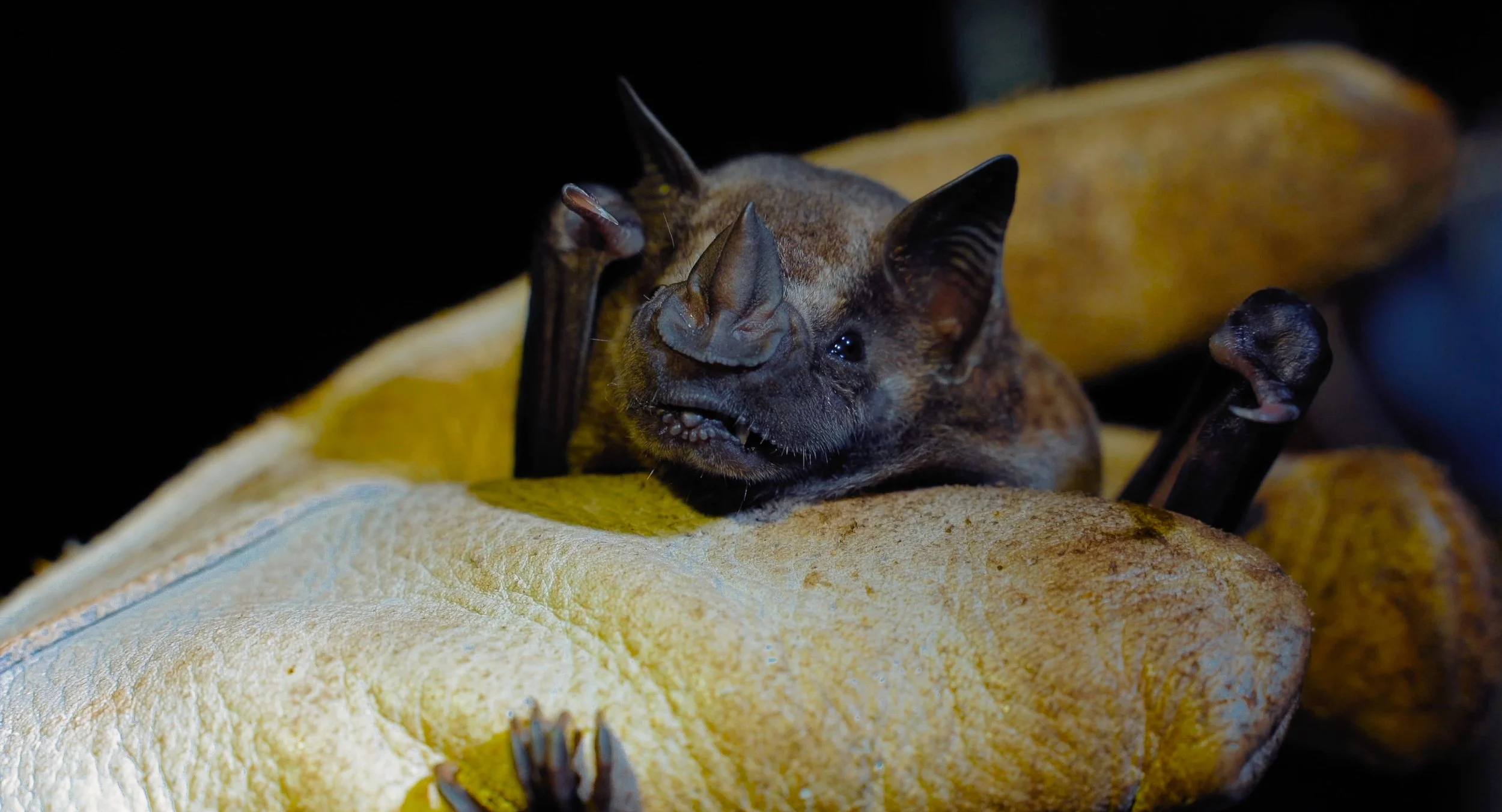 Close-up of a bat resting on a soft, yellow surface, a leather glove with black background showcasing the research of NGO Fauna Forever in the lowland amazon rainforest of Peru in Madre de Dios.