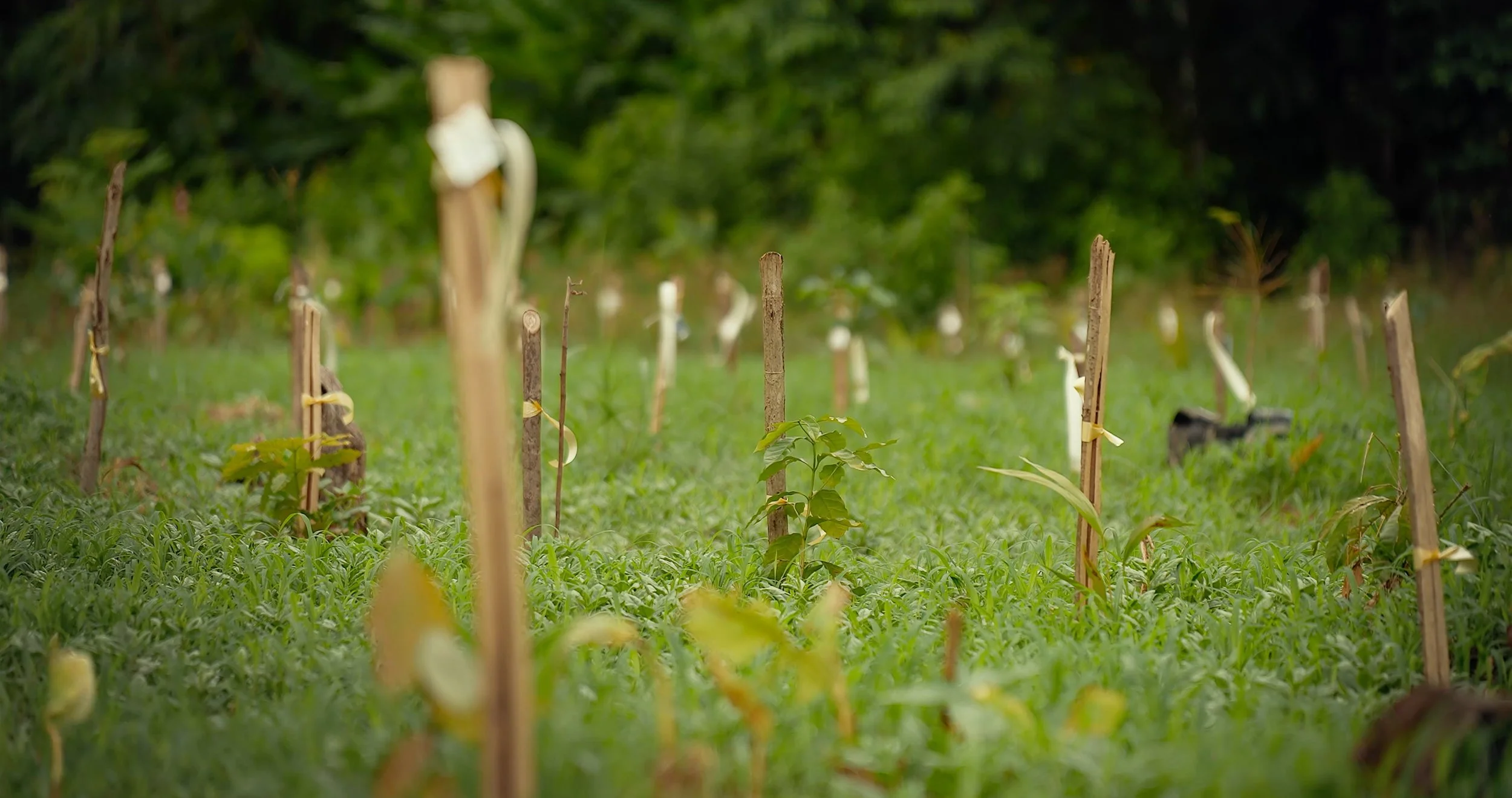Young plants growing on an agroforestry field or plot with wooden stakes supporting them, surrounded by green grass and trees in the background, a pilot project by Wilderness International and Fauna Forever in the amazon rainforest of Peru