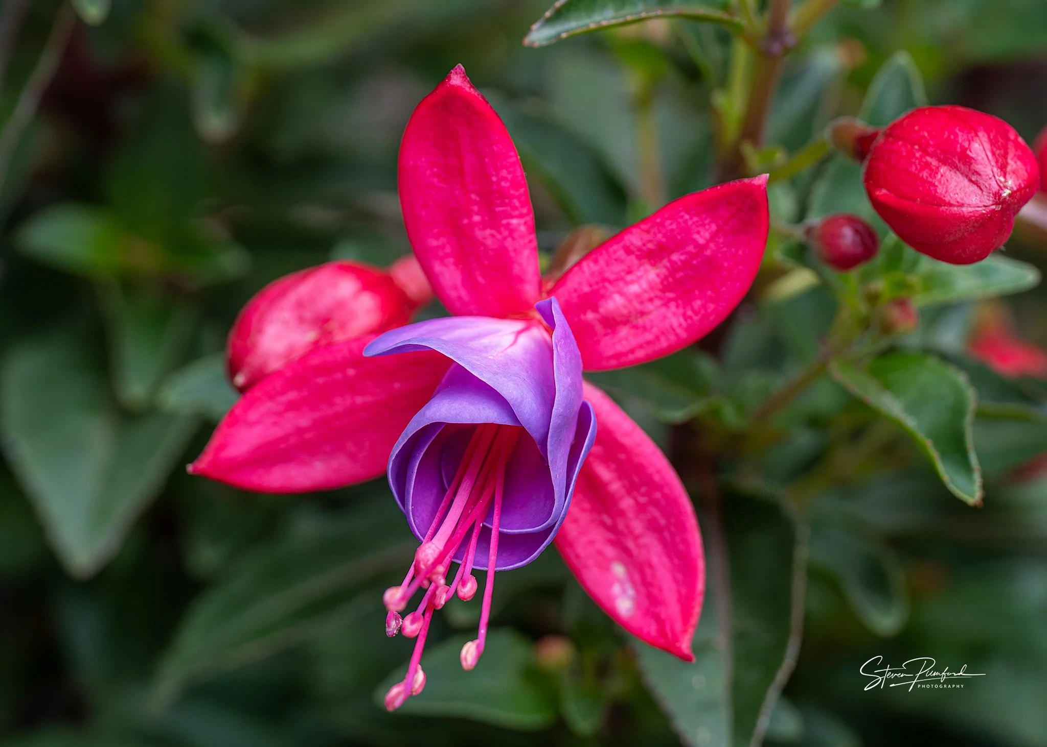 Close-up of a colorful flower with pink petals, purple center, and hanging pink stamens, surrounded by green foliage.