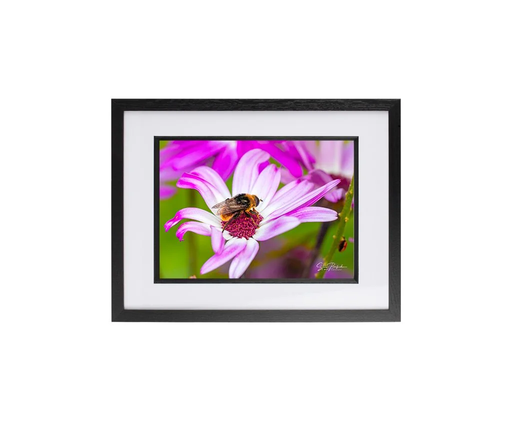 Bee On Flower