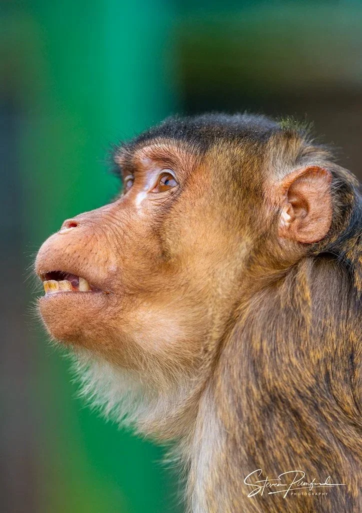 Close-up side profile of a monkey with brown fur and expressive face, looking up against a blurred green background.