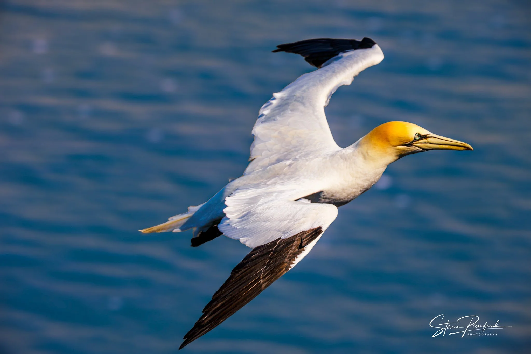 A Gannet , flying over the ocean with a background of blue water. The bird has white feathers with black-tipped wings and a yellowish head.