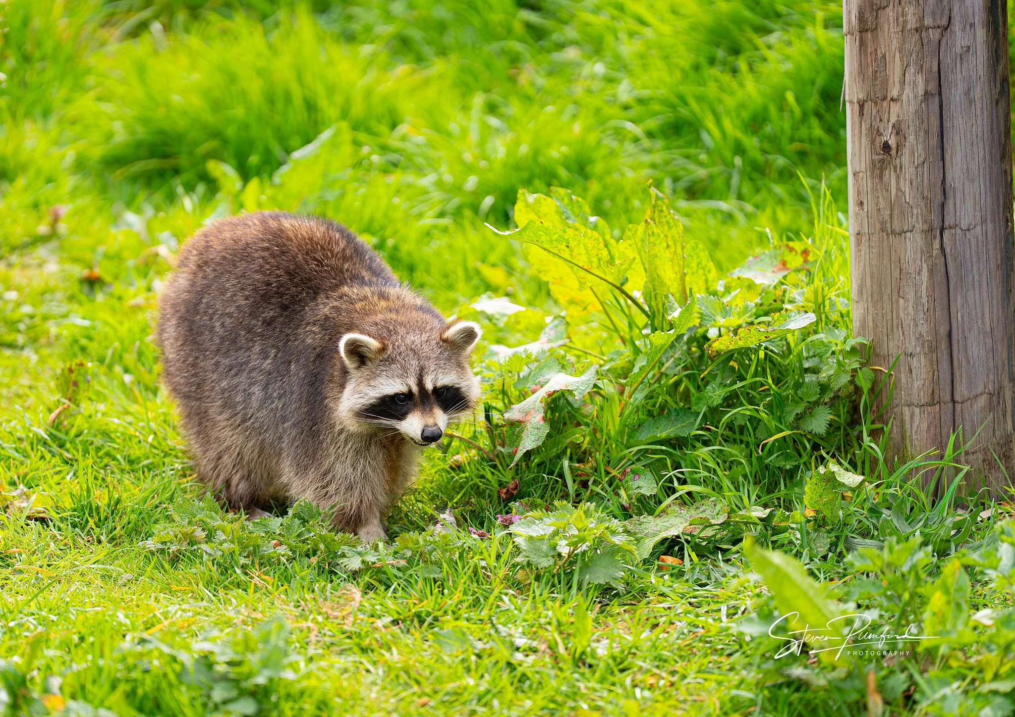 A raccoon walking through a grassy area near a wooden post.