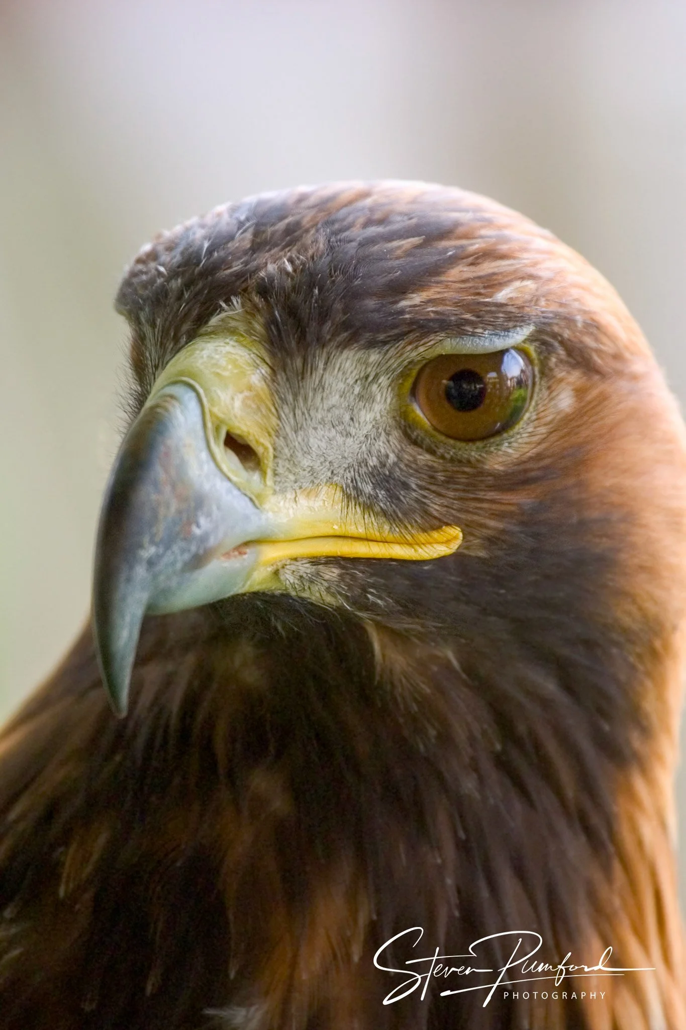 Close-up of a bird of prey, with sharp eye, curved beak, brown feathers, and a blurred background.