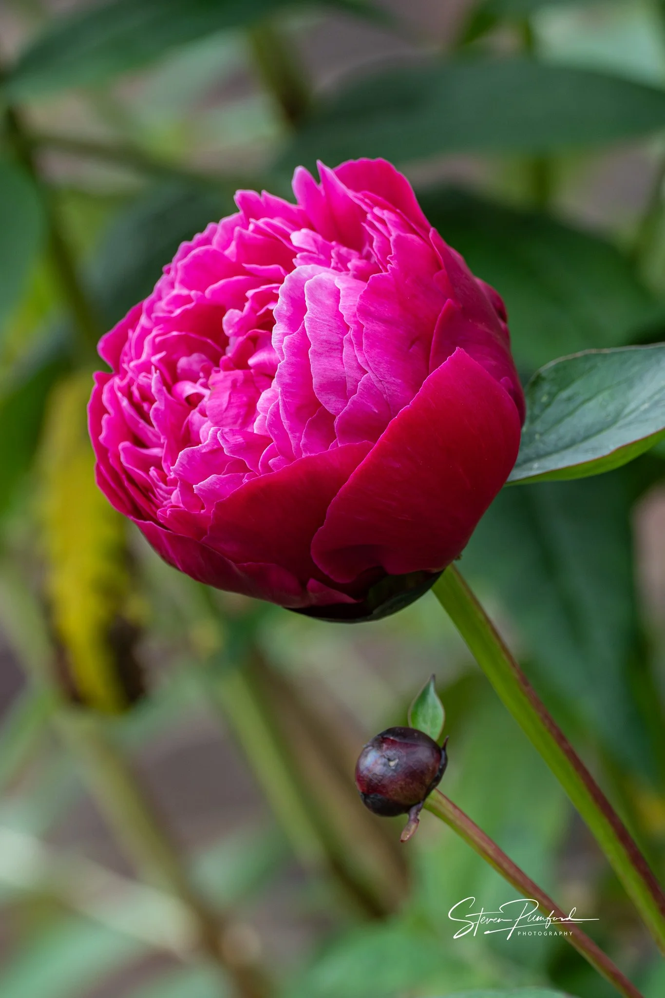 Close-up of a pink peony flower with lush green leaves in the background.