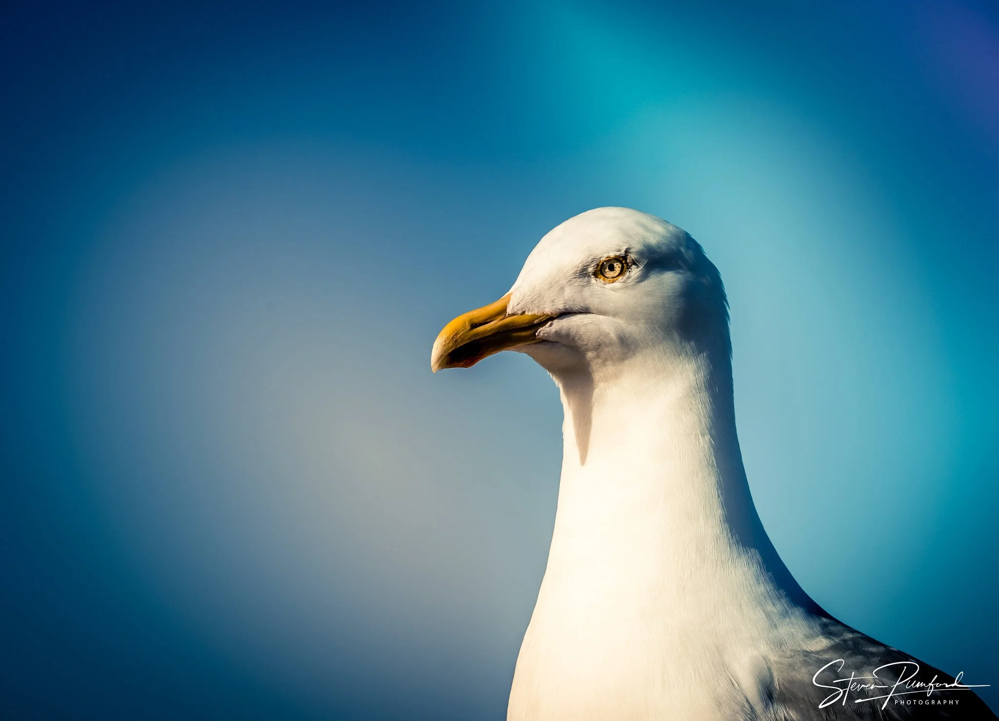 Close-up of a seagull's head with a yellow beak and white feathers against a blue sky background.
