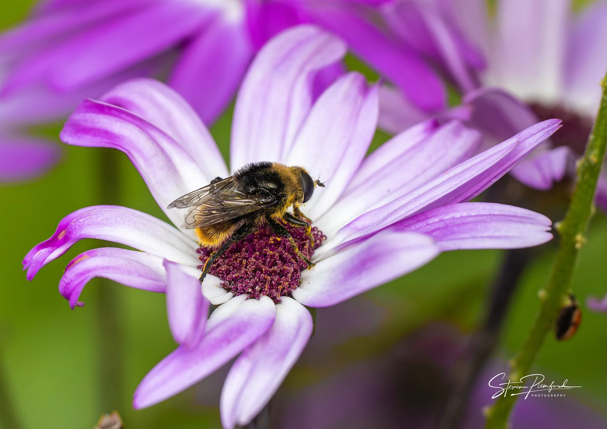 Close-up of a bee covered in pollen collecting nectar from a purple and white flower.