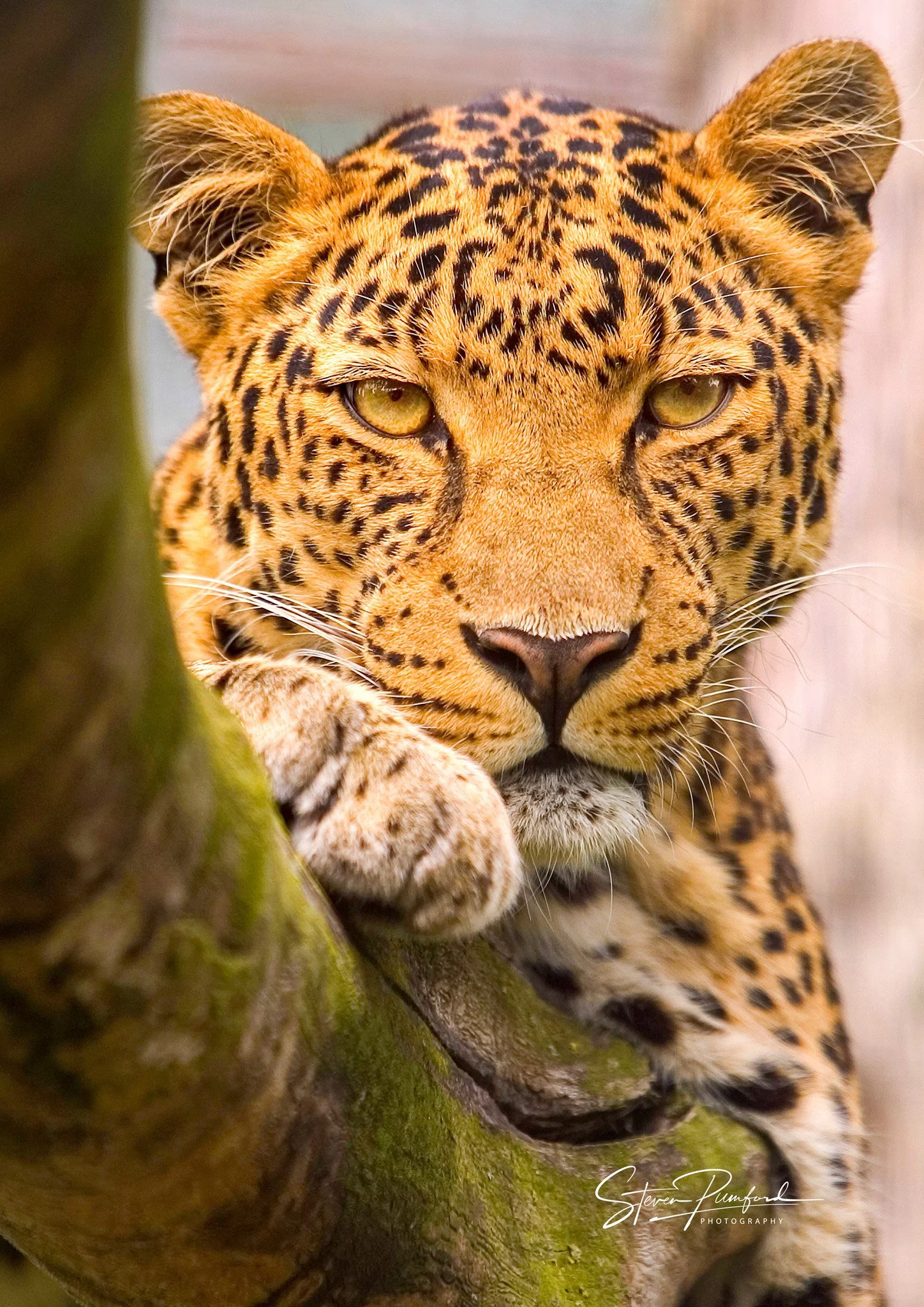 Close-up of a jaguar resting on a tree branch, looking directly at the camera.