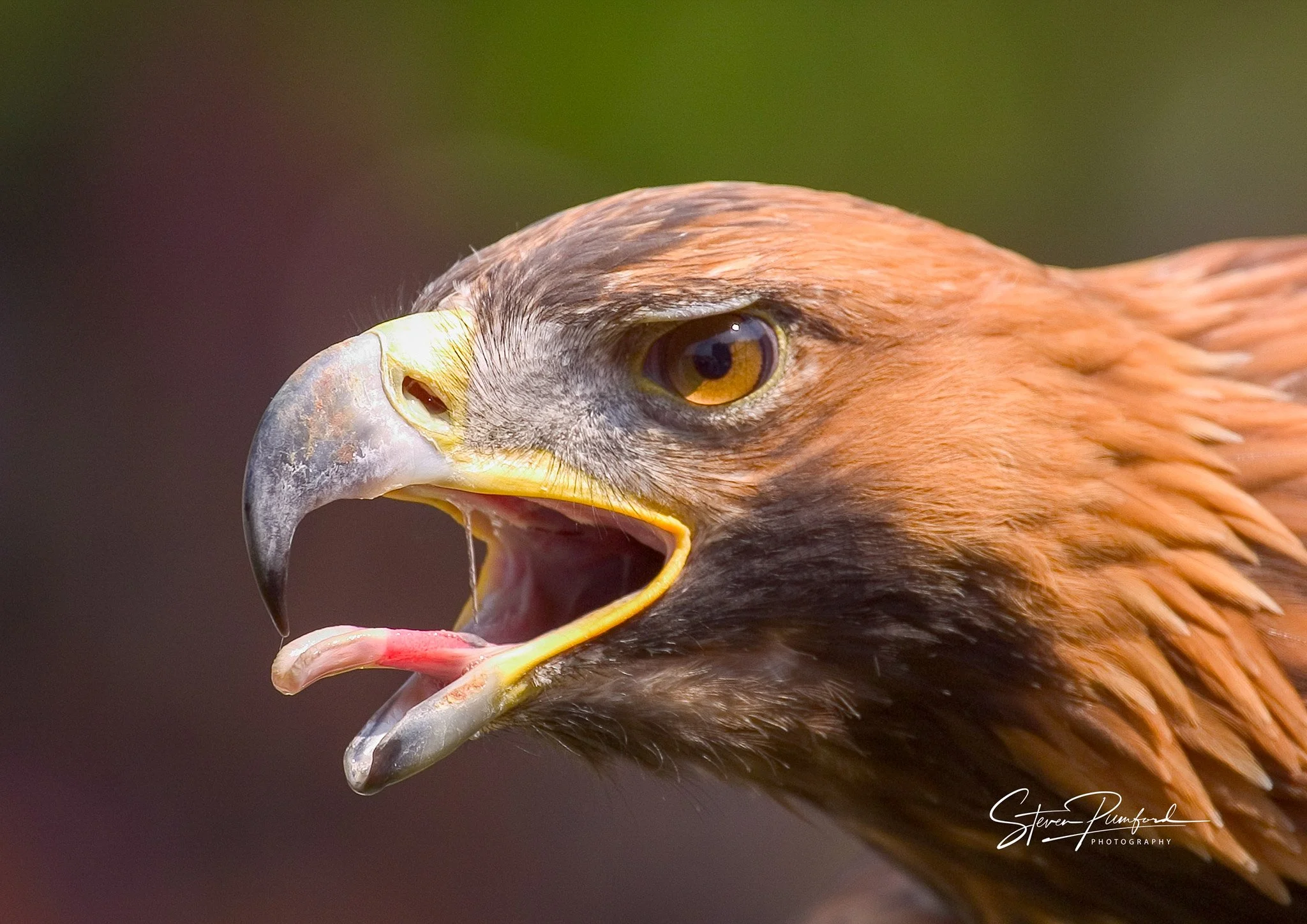 Close-up of a bird of prey, possibly a hawk or eagle, with sharp beak and intense eye.