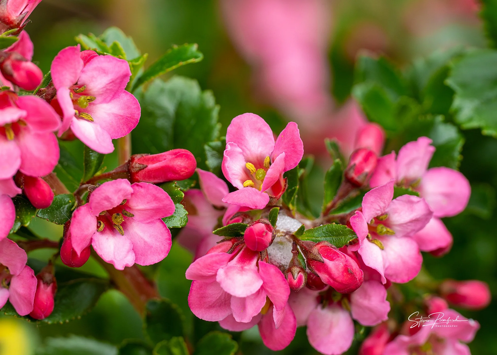 Close-up of pink flowers with green leaves in the background.
