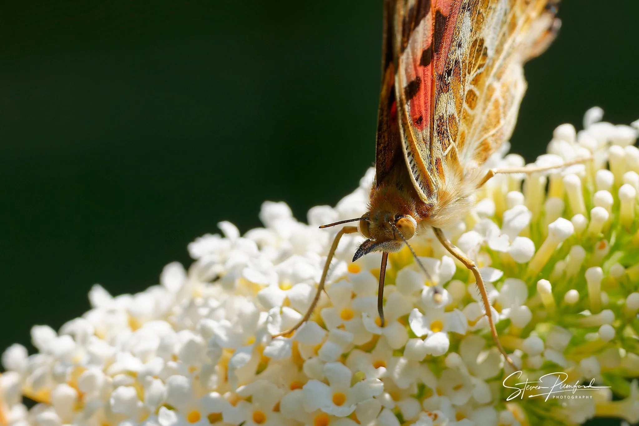 _DSC6566_DxO.jpg