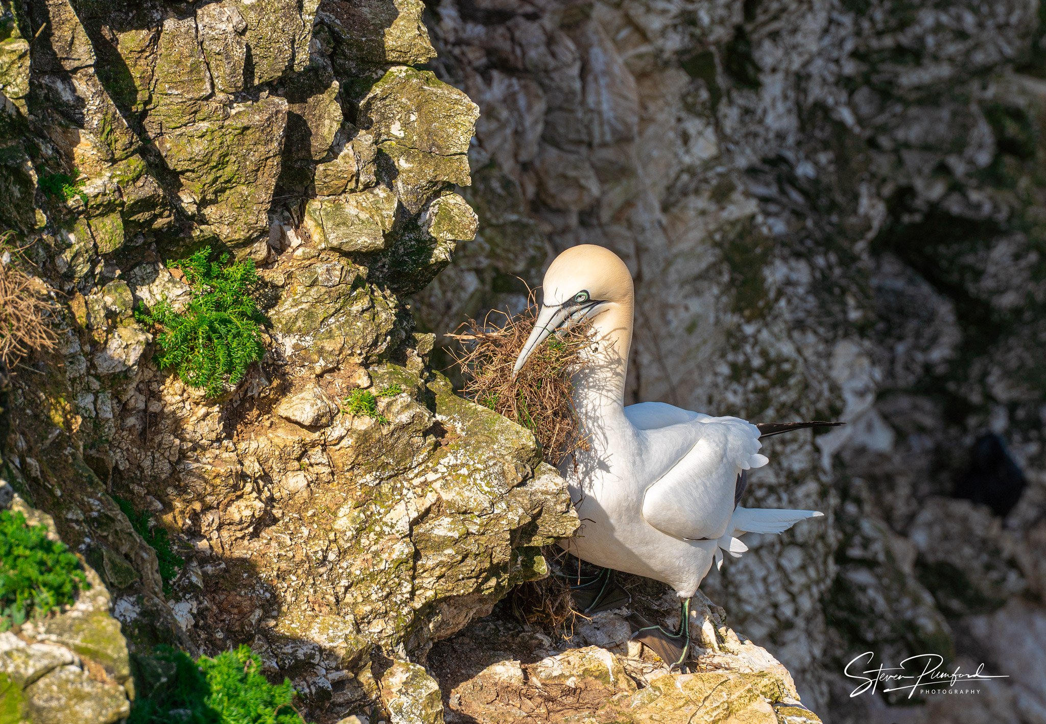A Gannet  bird, nesting on a rocky cliff face with green plants nearby.
