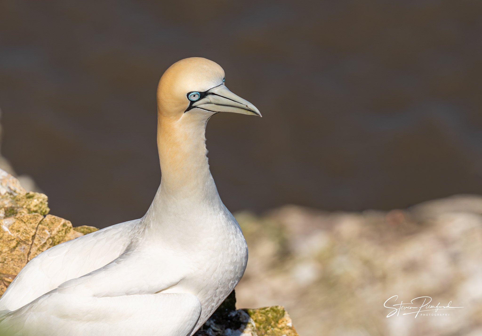 Close-up of a Gannet bird with a mostly white body, pale yellow head, and blue-ringed eyes, standing on a rocky surface.