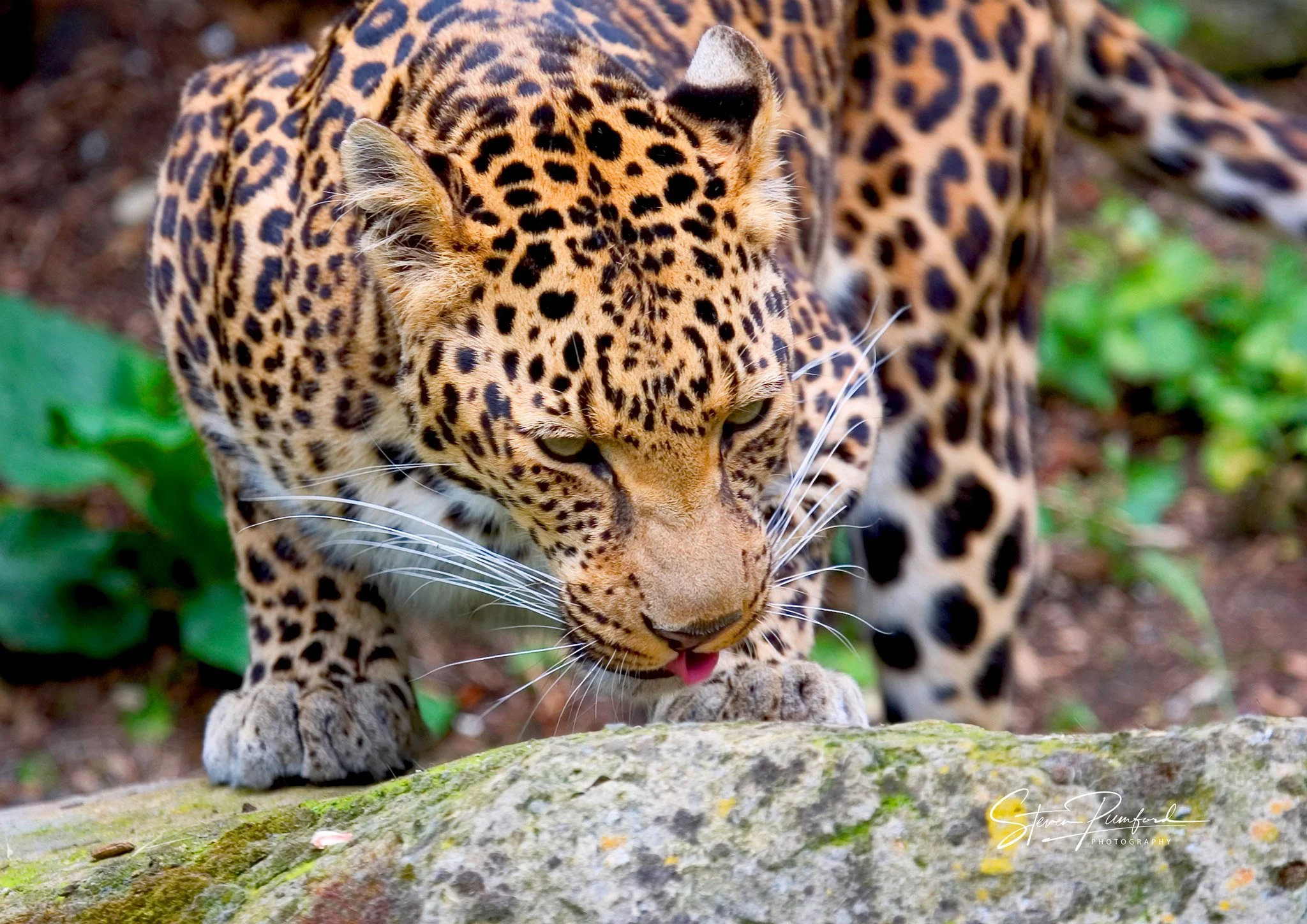 A jaguar crouched on a log, looking down with green eyes, surrounded by green foliage and dirt.