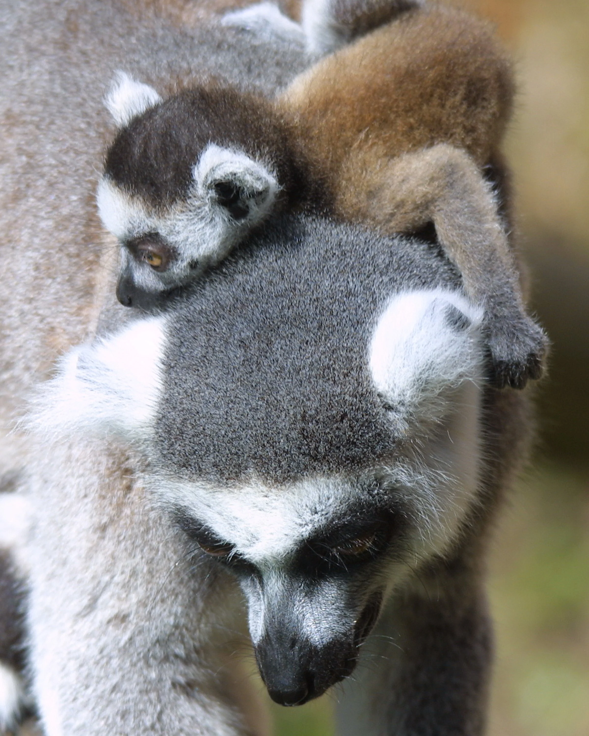 Close-up of two Ringtailed Lemurs cuddling with one resting its head on the other's body.