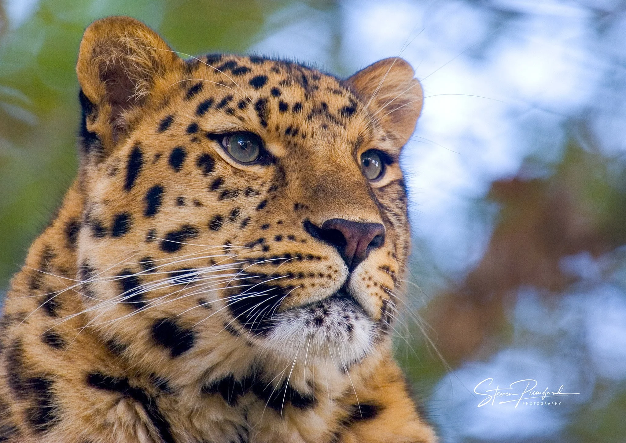 Close-up of a leopard's face showing its golden fur with black rosettes, with clear green eyes gazing into the distance, outdoors in natural light.