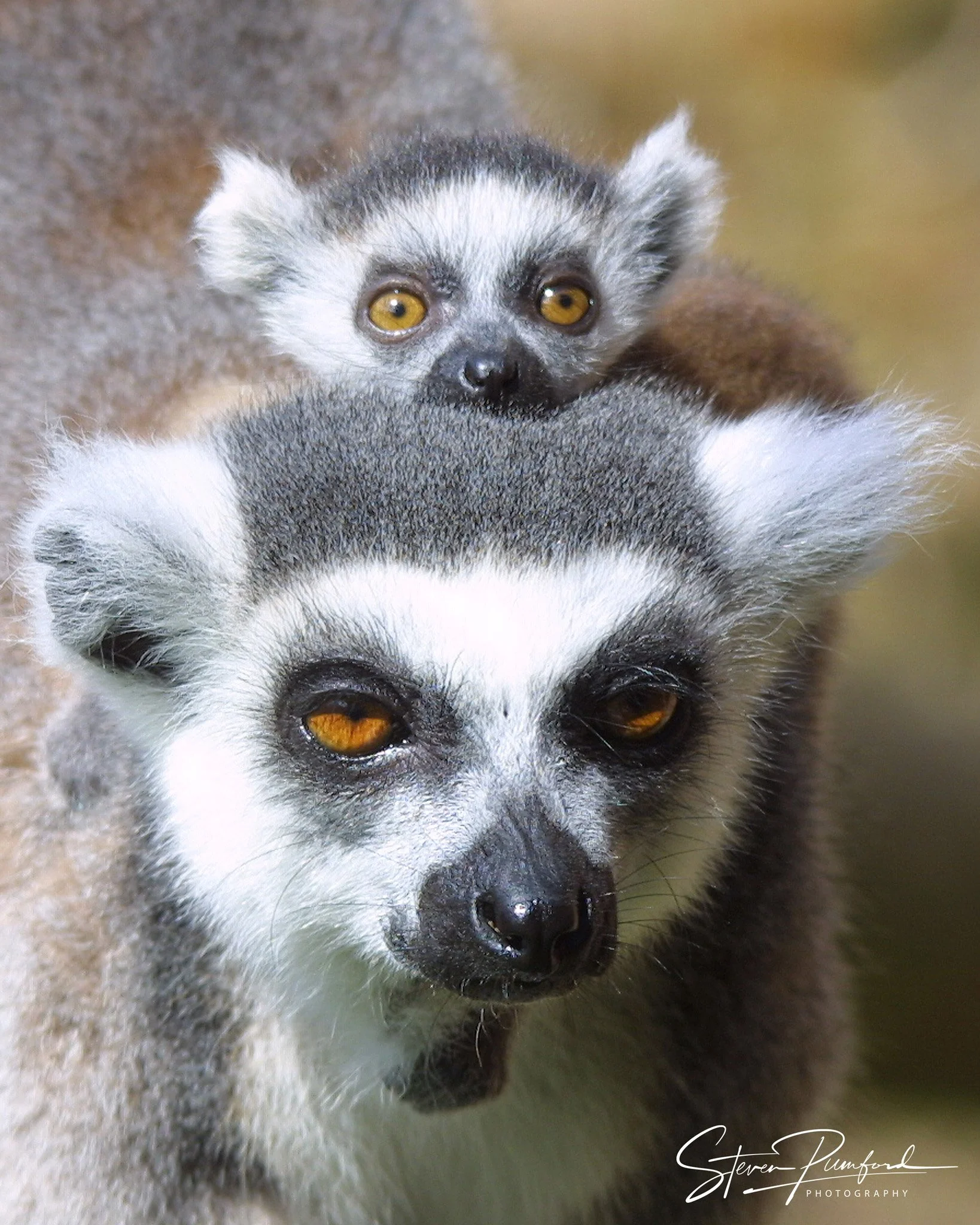 Close-up of two Ringtailed Lemurs lying on the ground, with one resting its head on the other's back, both looking towards the camera with yellow eyes.