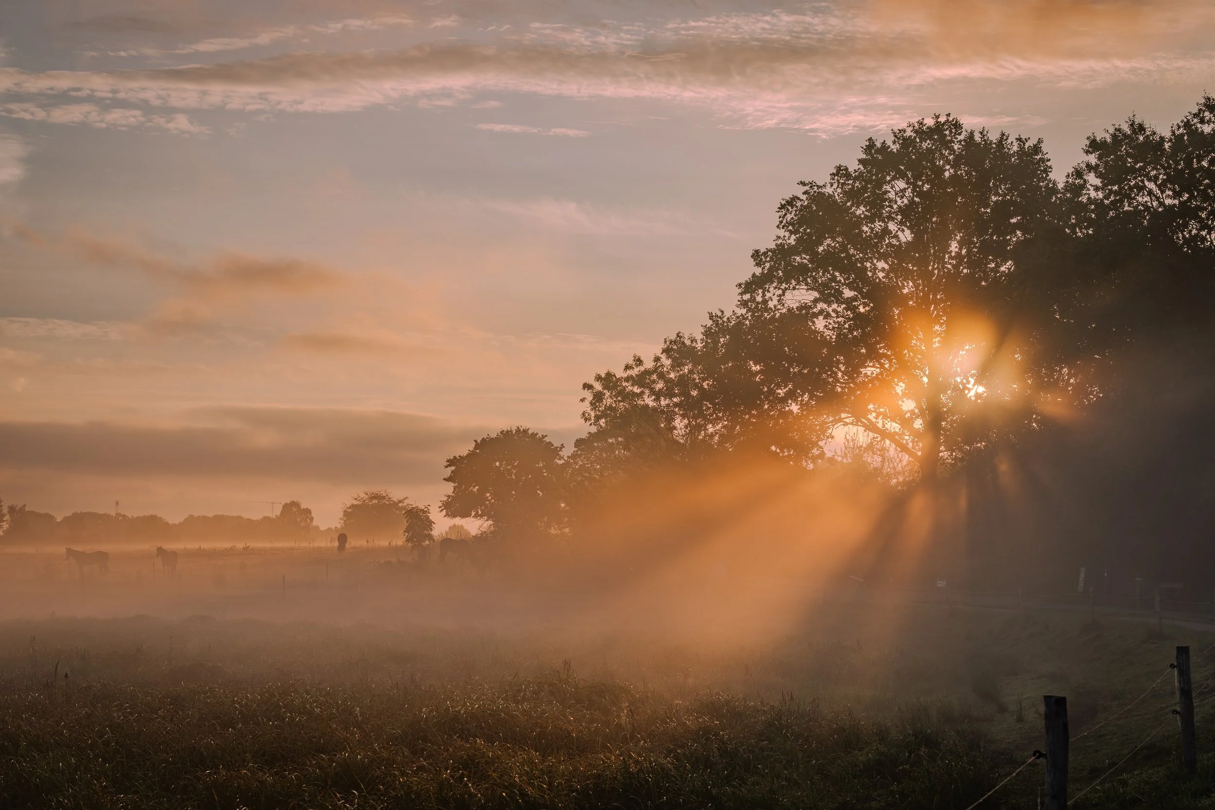 Sunset over a rural landscape with trees and grazing cows, with warm golden light and a hazy atmosphere.
