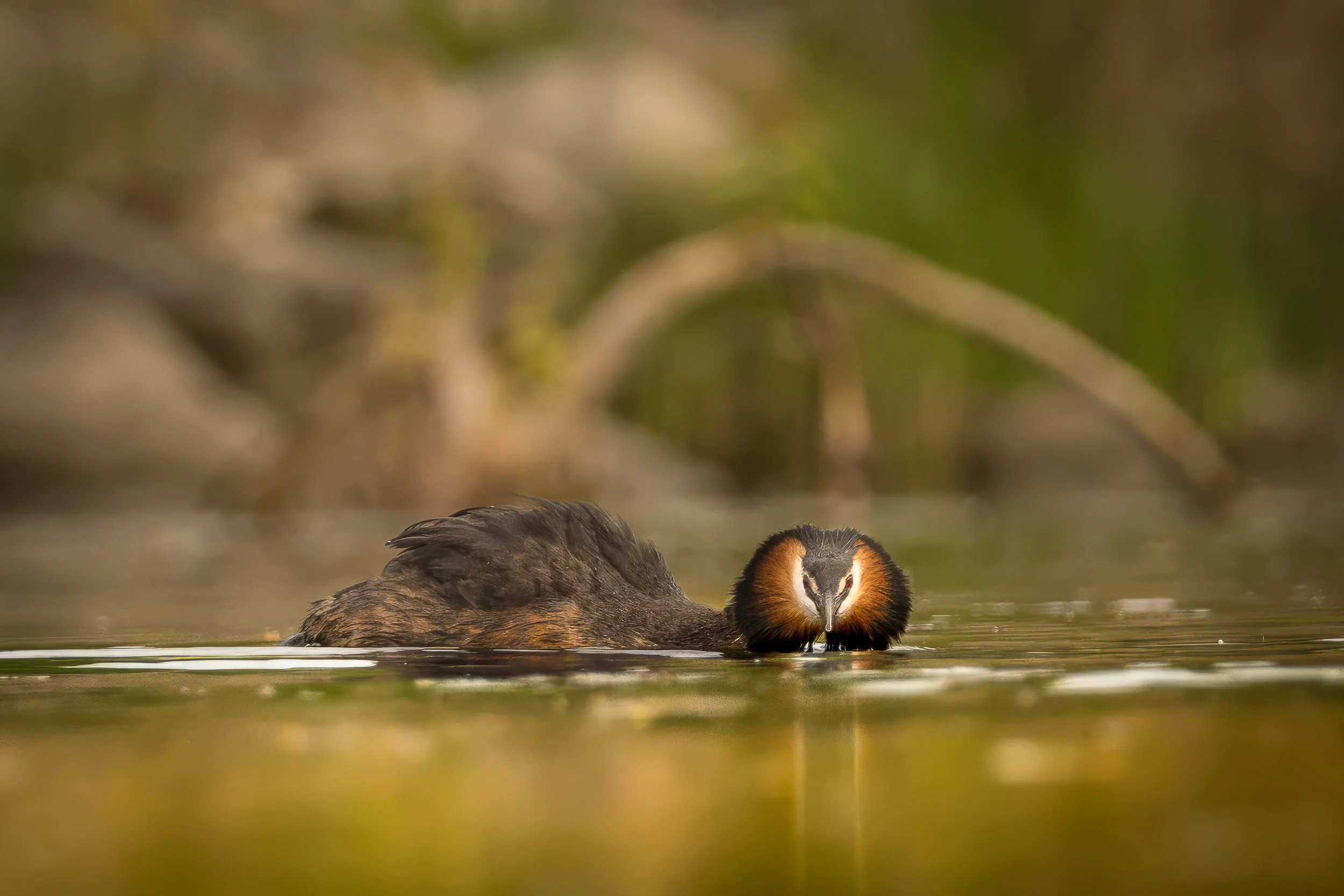 Crested grebe floating peacefully in the sunrise at kalveboderne, Denmark