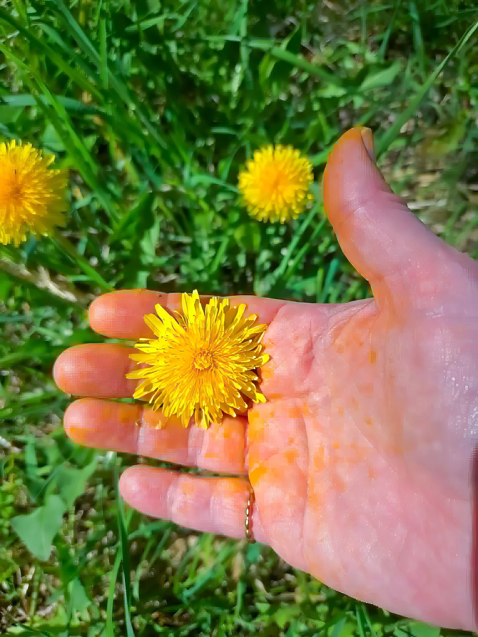 Mælkebøtte