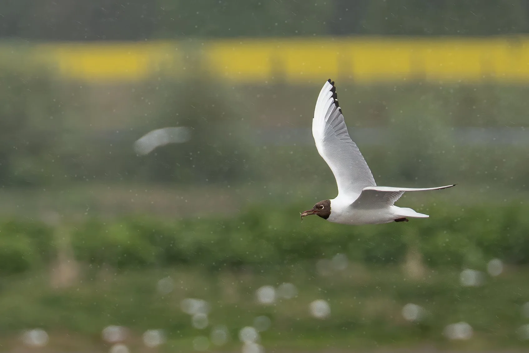 hættemaage-flyver-i-regn-med-fisk.jpg