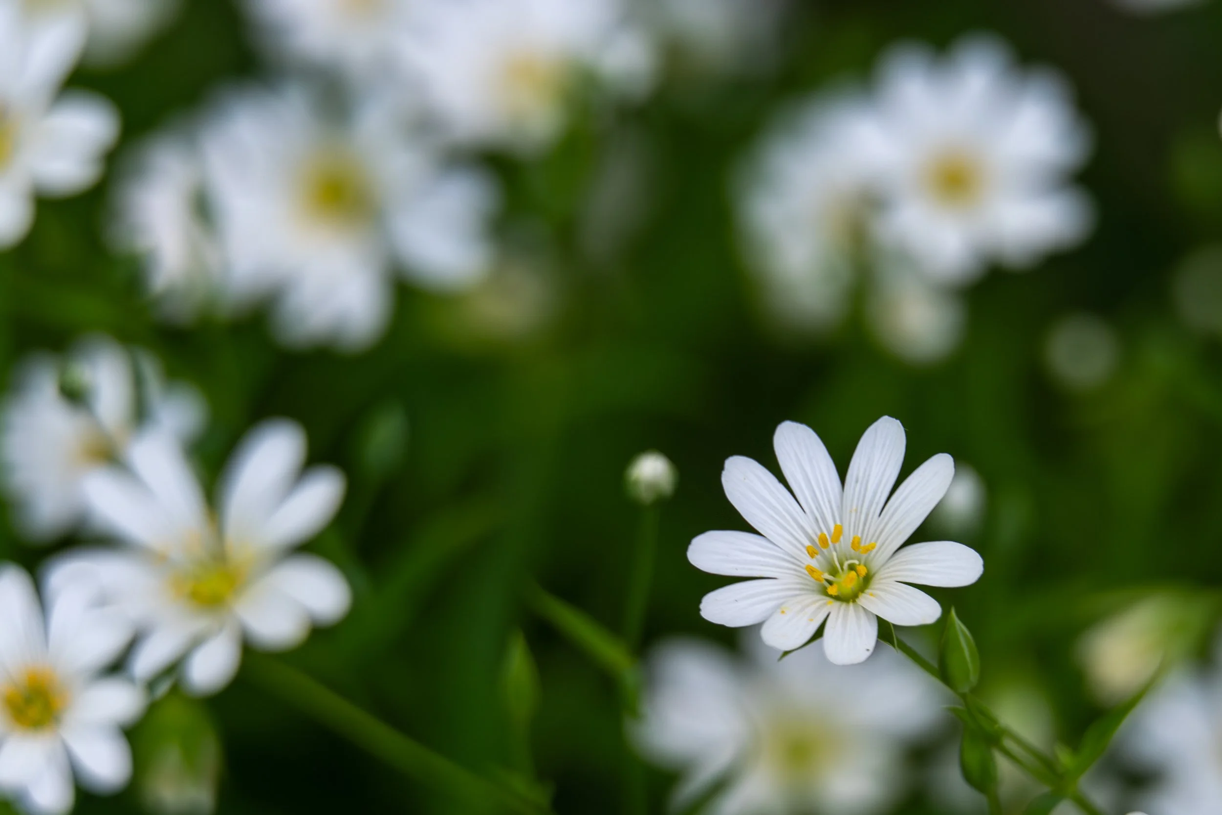 white flower in field