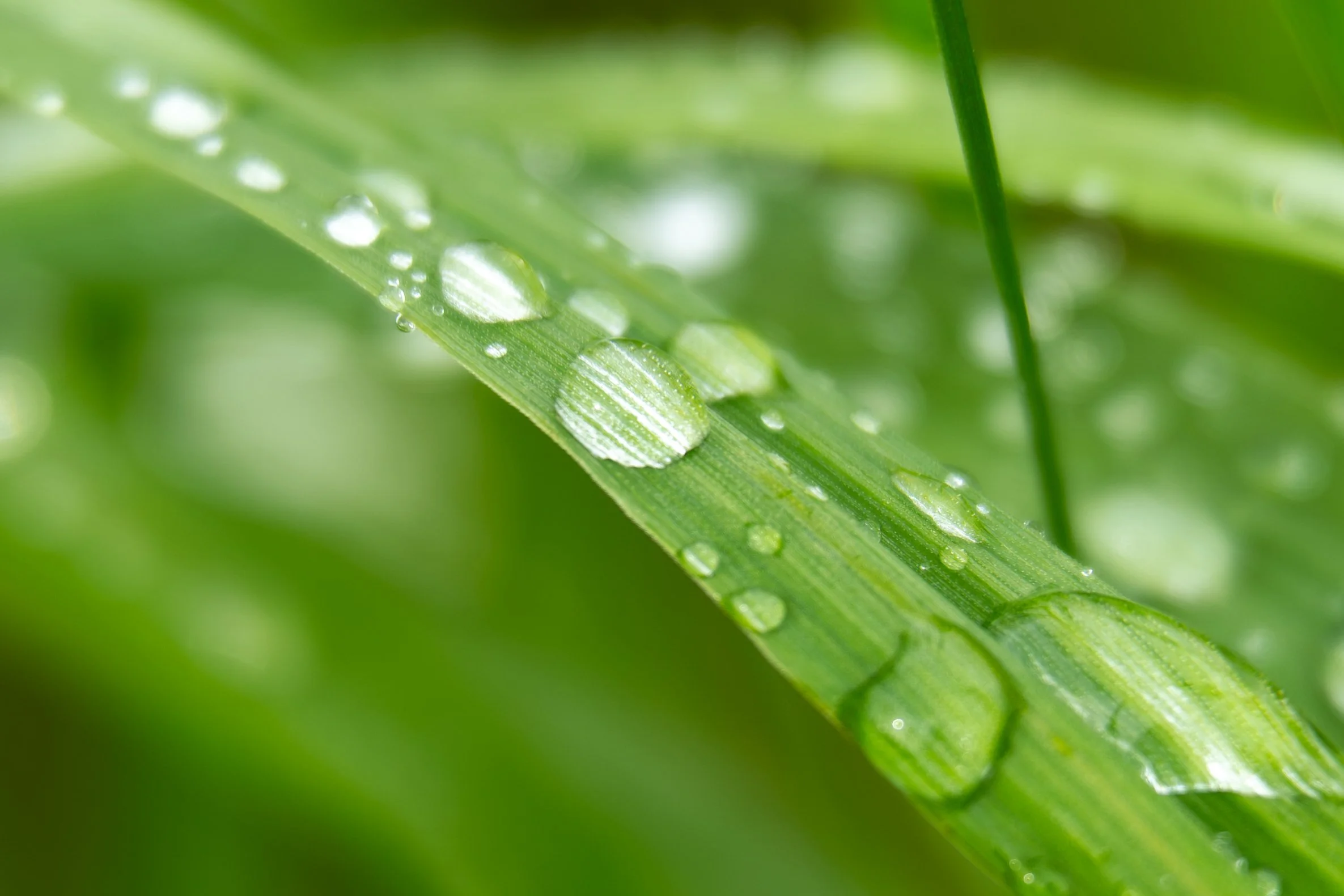 Raindrops on green leaf