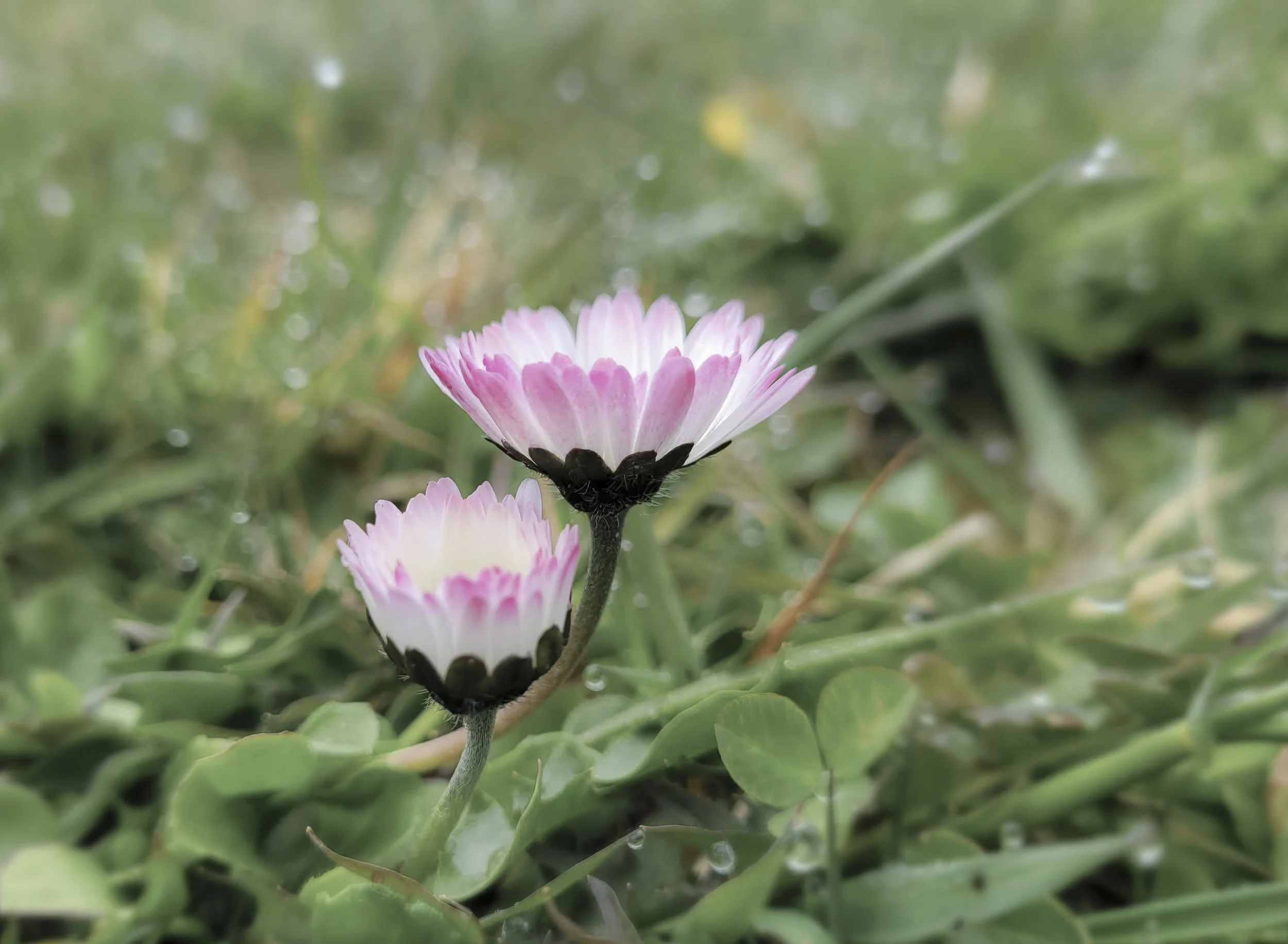 daisies in a field