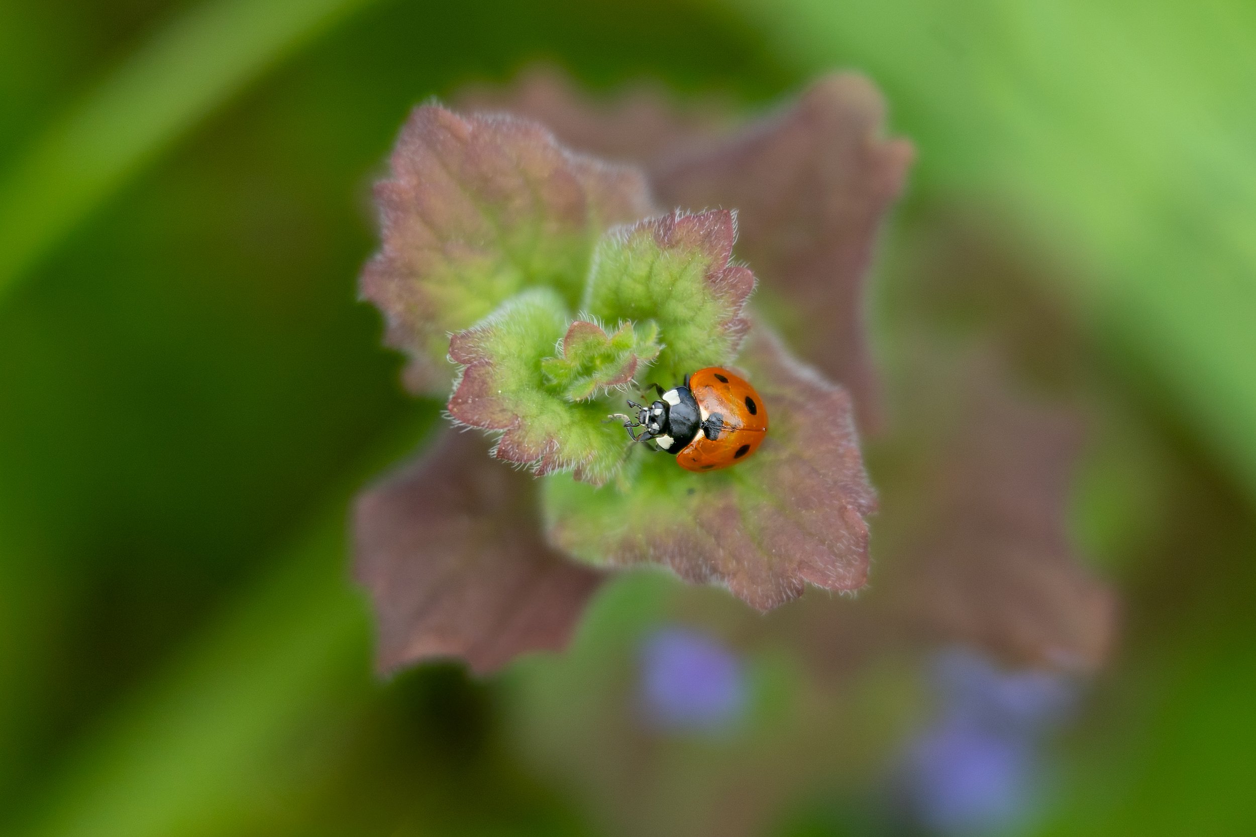 ladybug-on-stinging-nettle-macro.jpg