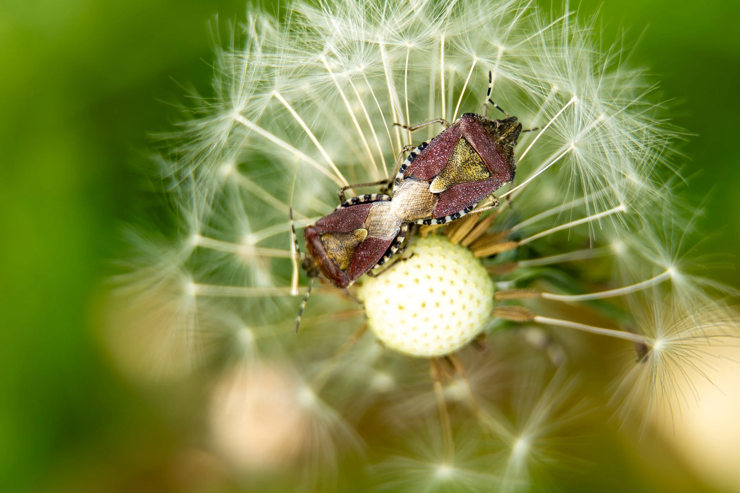 shieldbug-mating-on-dandelion-macro.jpg