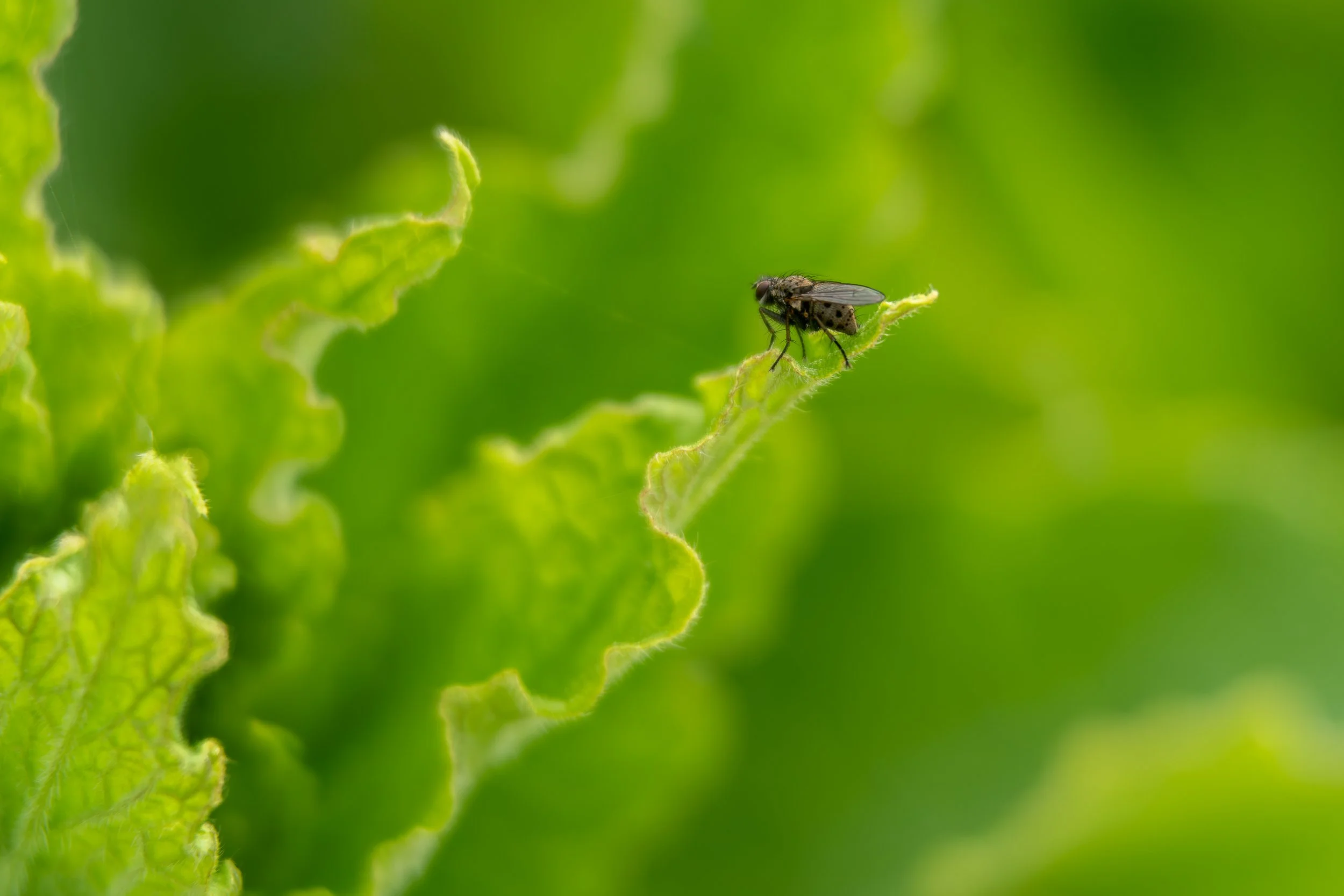 fly-macro-minimalist-green.jpg