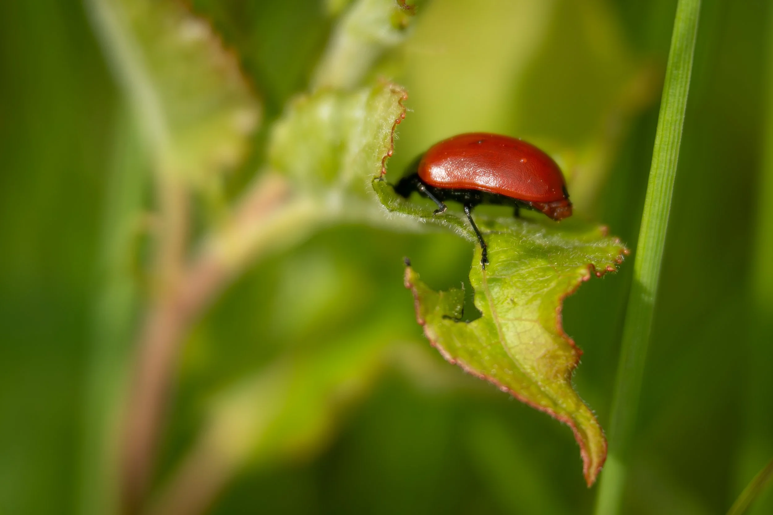 scarlet-lily-beetle-macro.jpg