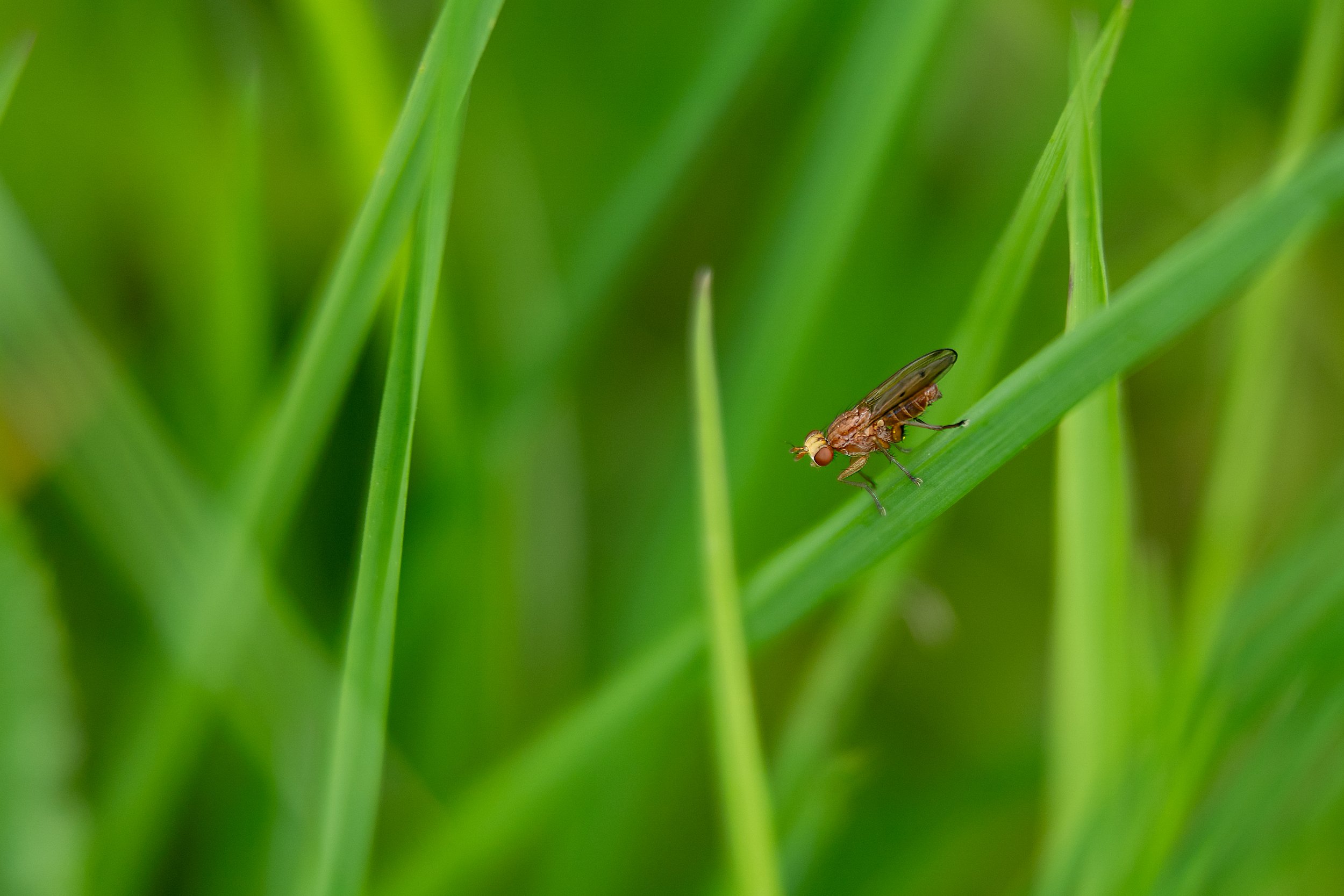 fly-on-green-grass.jpg