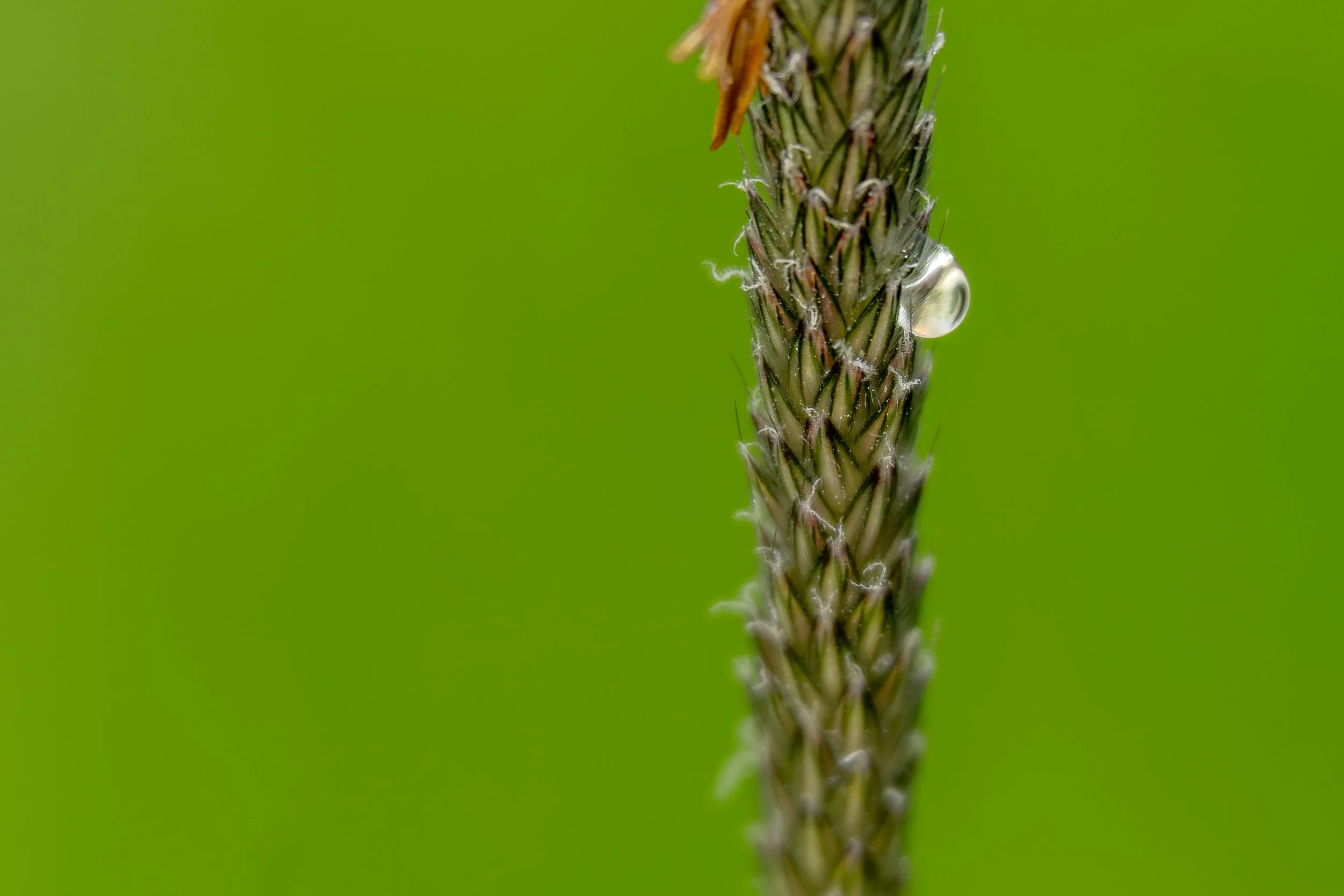 raindrop-on-plant.jpg