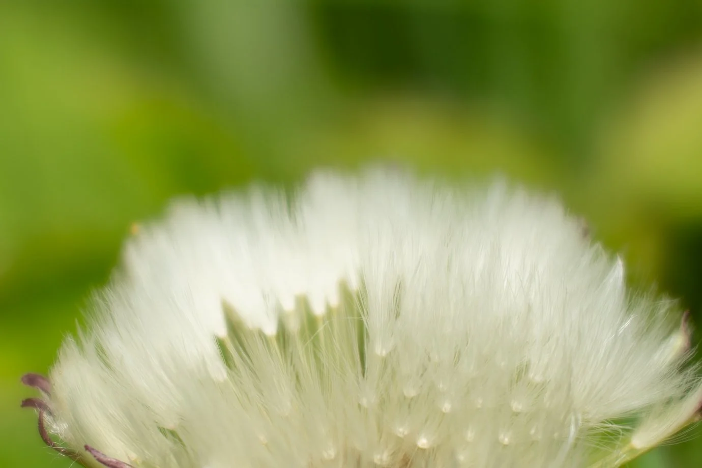Dandelion pollen