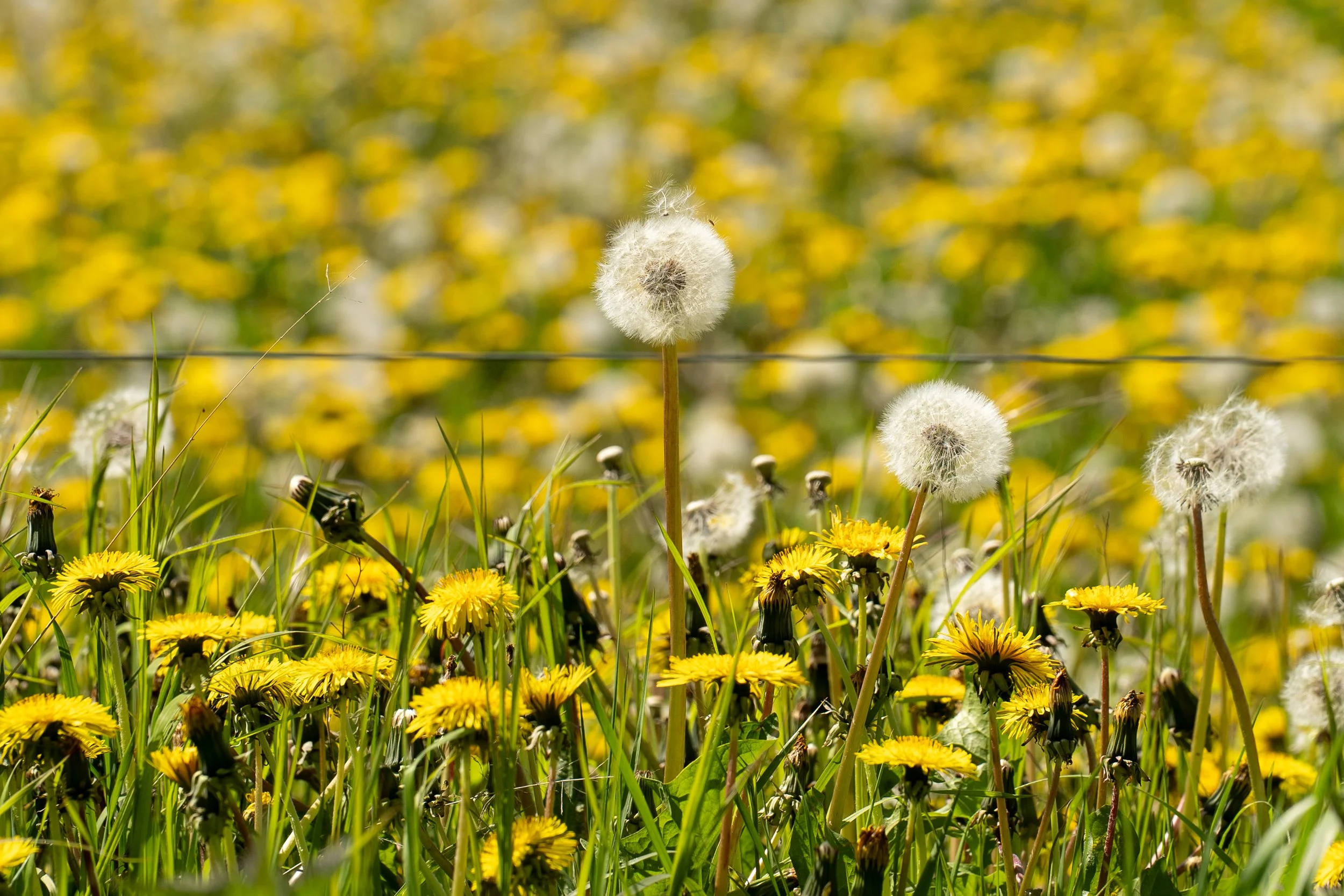Field notes from a big, tiny world