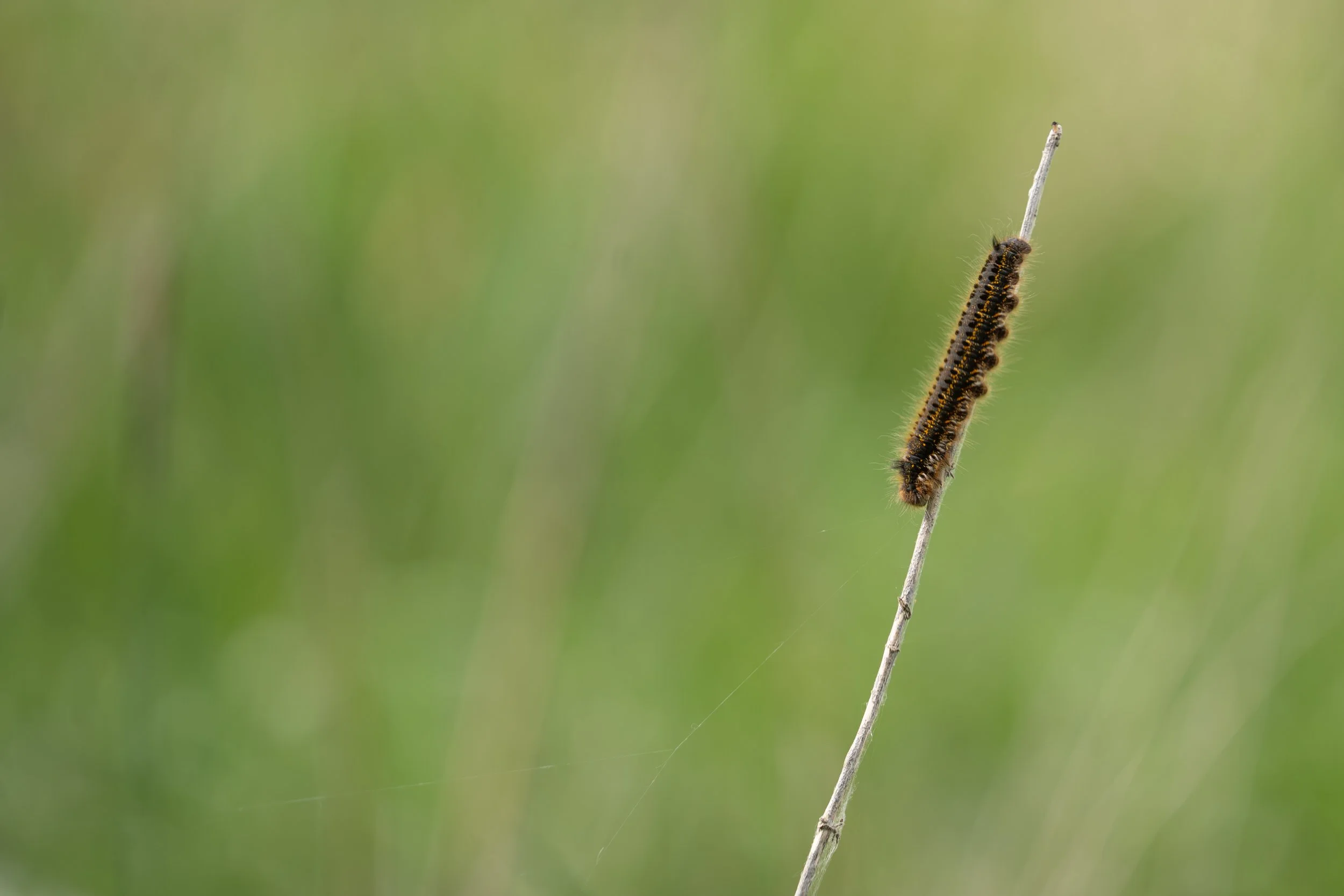 Spinder larve på strå