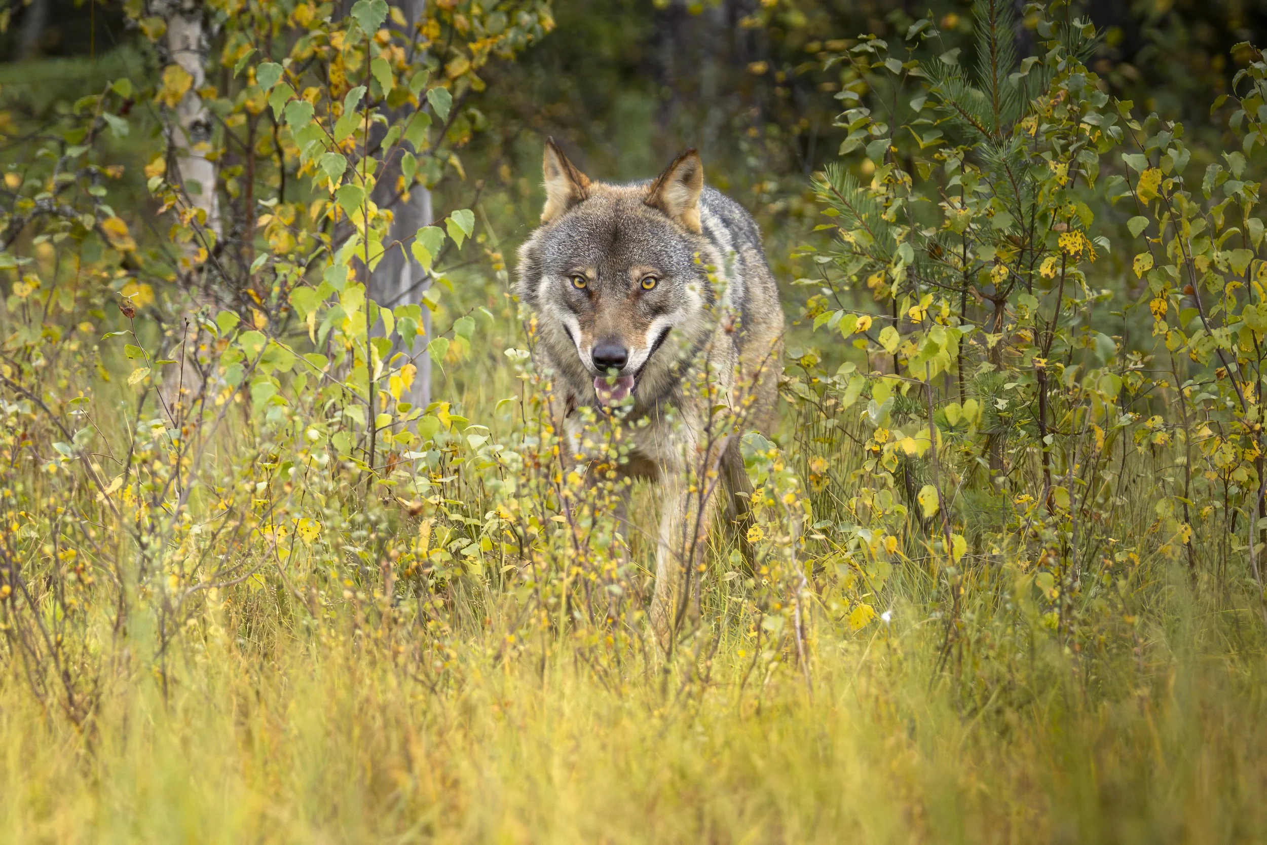 Grey wolf approaching through the Finnish wilderness during a wildlife photography session near the Russian border