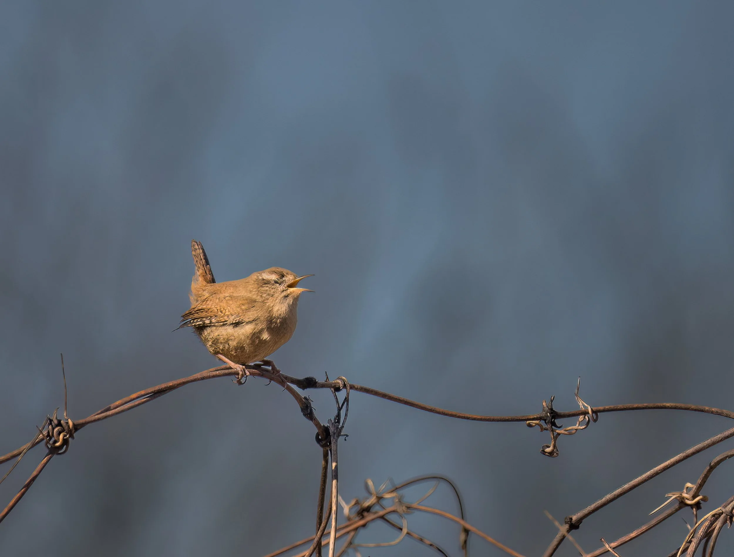 A bird perched on a twisted, dry wire branch, with a blue sky background.