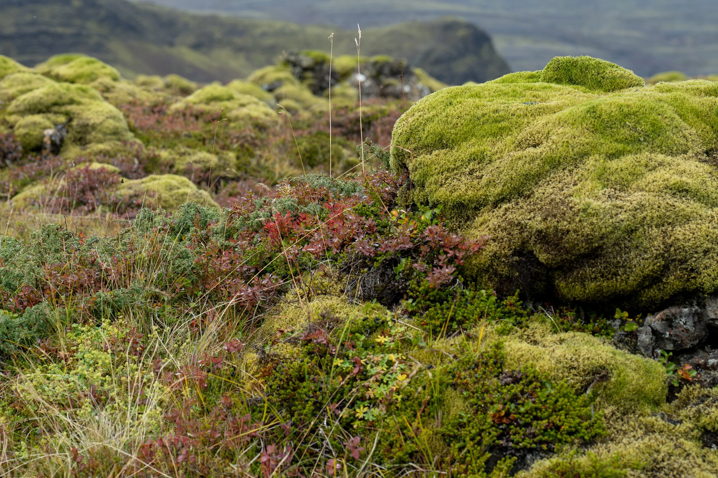 Moss-covered lava fields in the Icelandic highlands during autumn