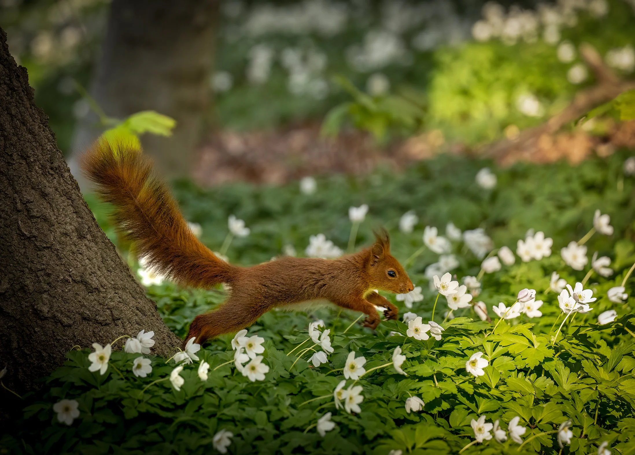 A squirrel jumping from a tree into spring flowers at The Queens garden in Aarhus