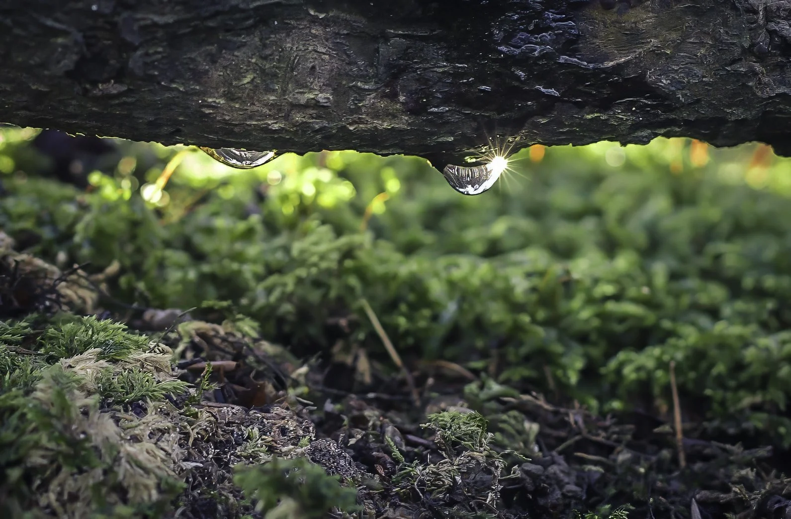 Water droplets hanging beneath fallen wood above mossy forest ground