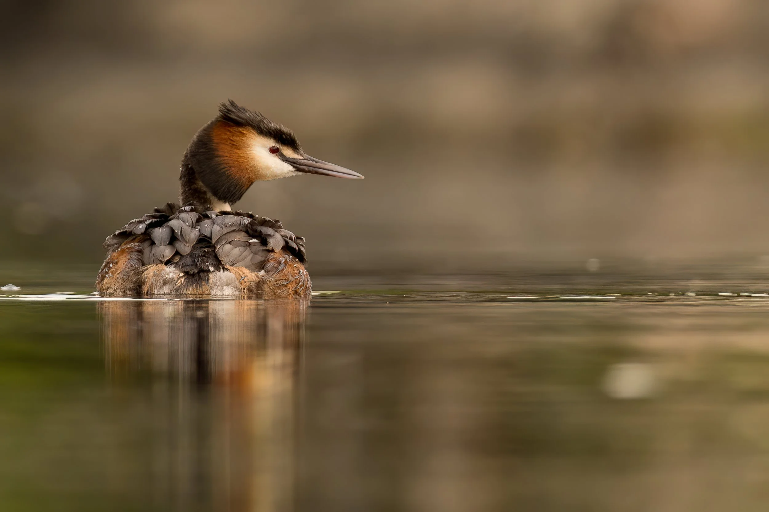 Crested grebe floating peacefully in the sunrise at kalveboderne, Denmark