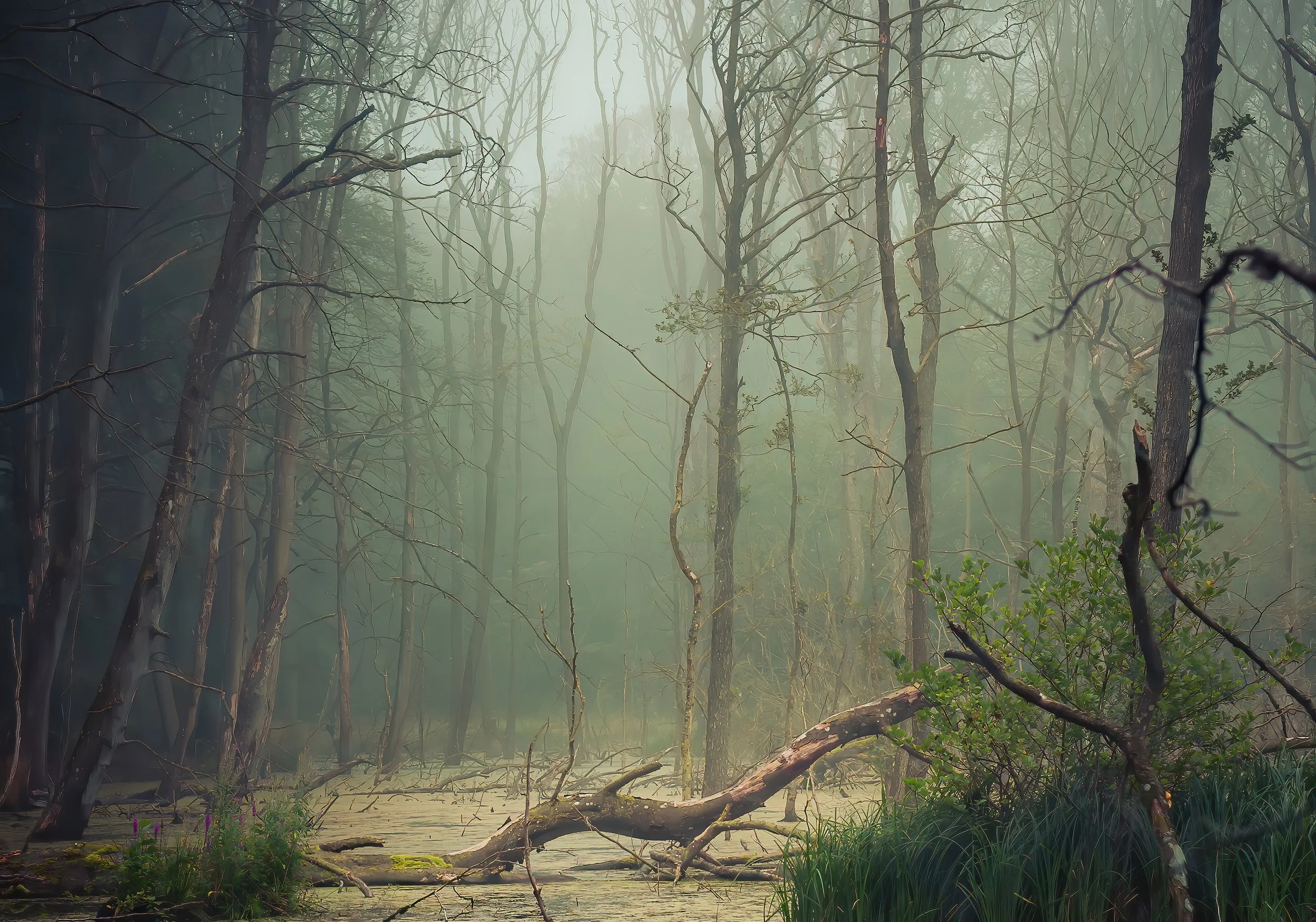 A foggy swamp or wetland with tall, leafless trees and some green plants and purple flowers near the water. Fallen branches and logs are scattered across the scene.
