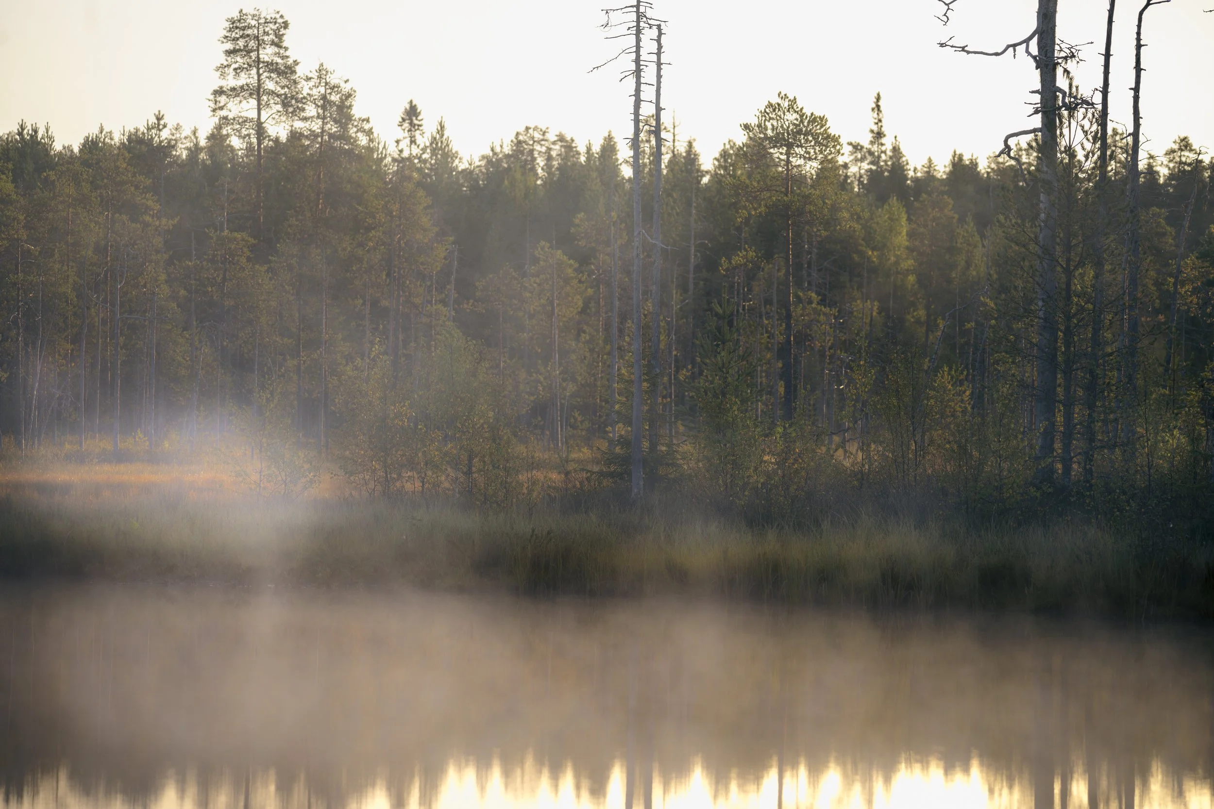 Morning mist rising over a forest lake in the Finnish wilderness near Kuhmo Bear Centre