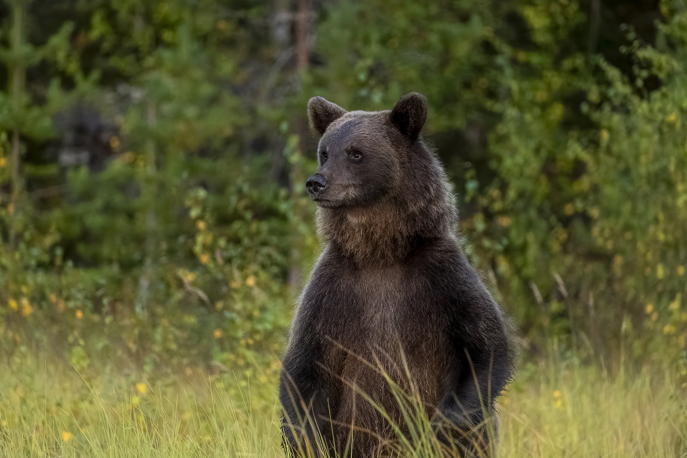 A brown bear standing on two legs, looking for the wolf that steals his dinner